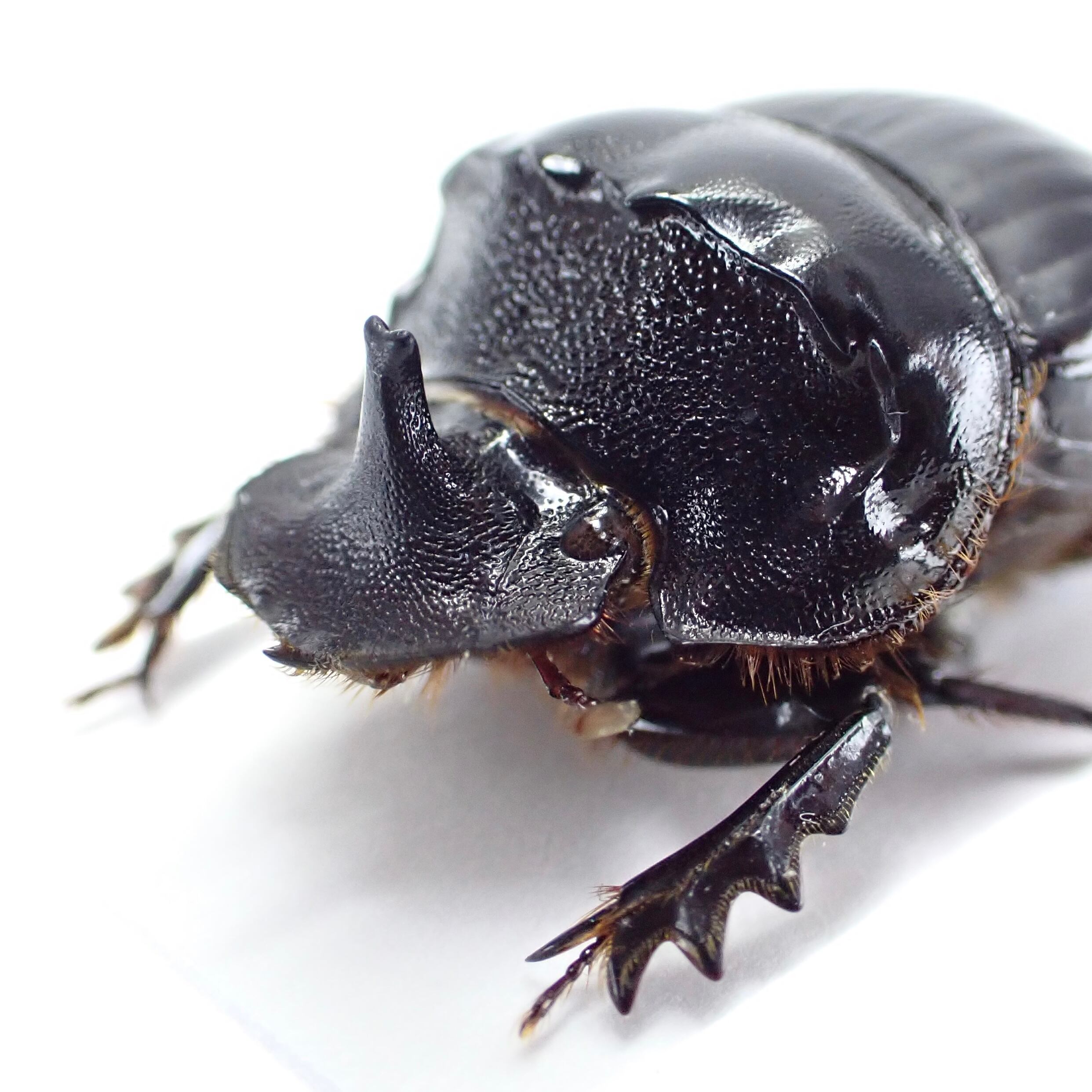 アルゼンチン産 Dichotomius nobilis ♂♀ 22mm/22mm | 昆虫標本