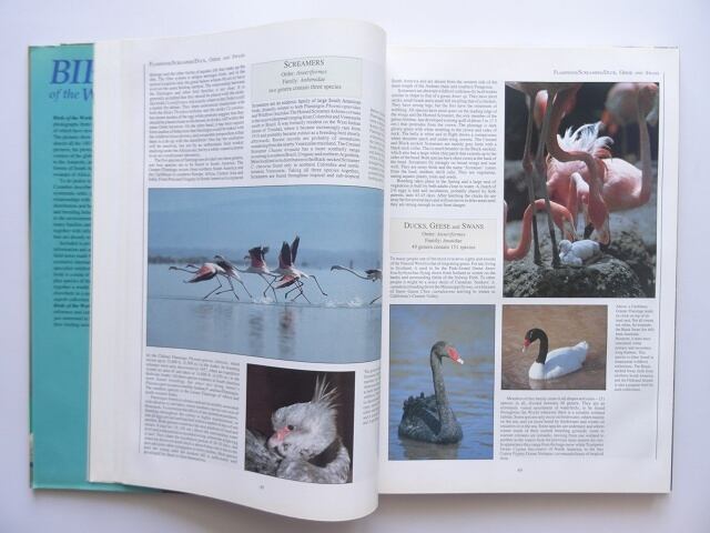 洋書◇世界の鳥写真集 本 動物 カワセミ | 洋書堂
