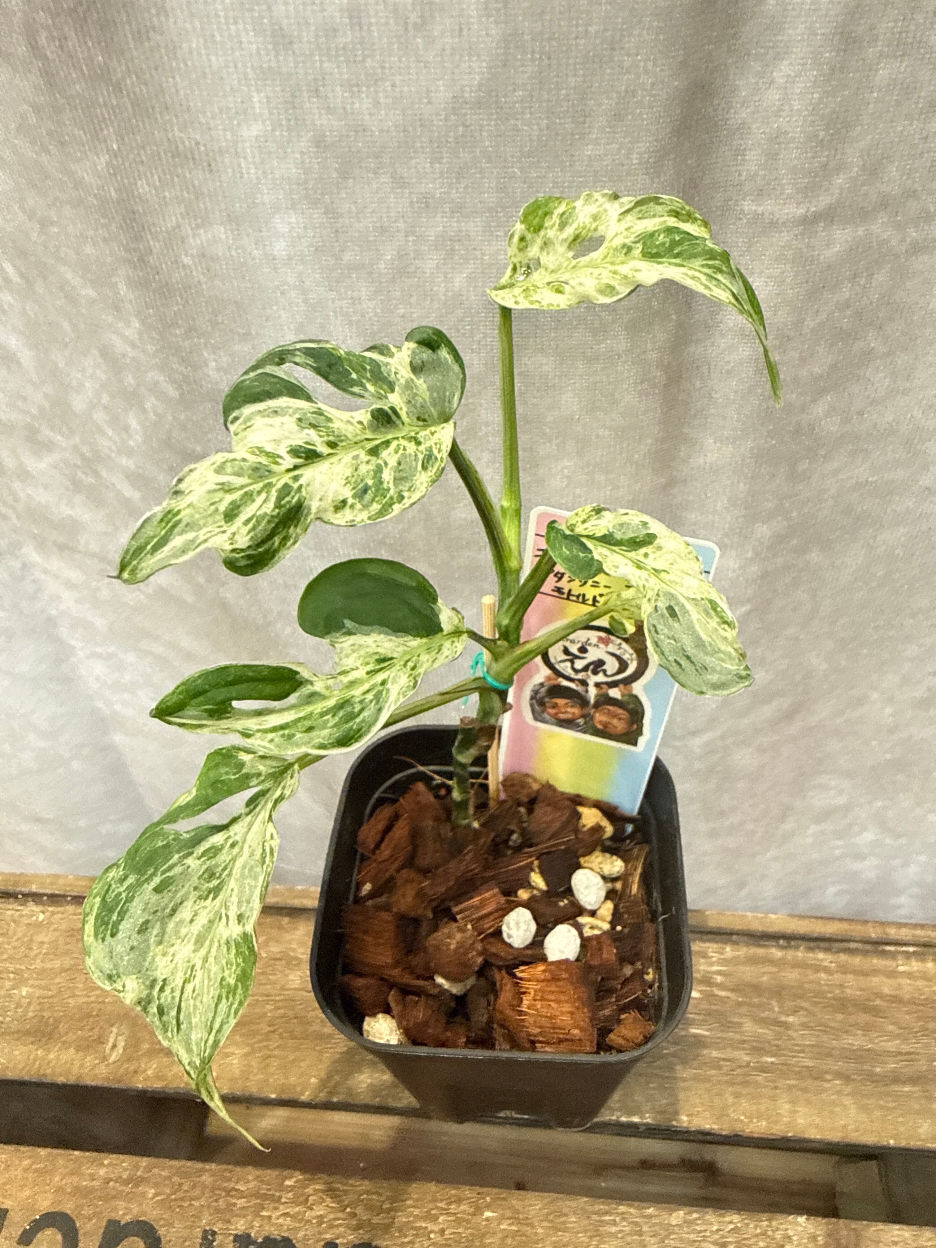 希少 モンステラ アダンソニー ラニアータ 