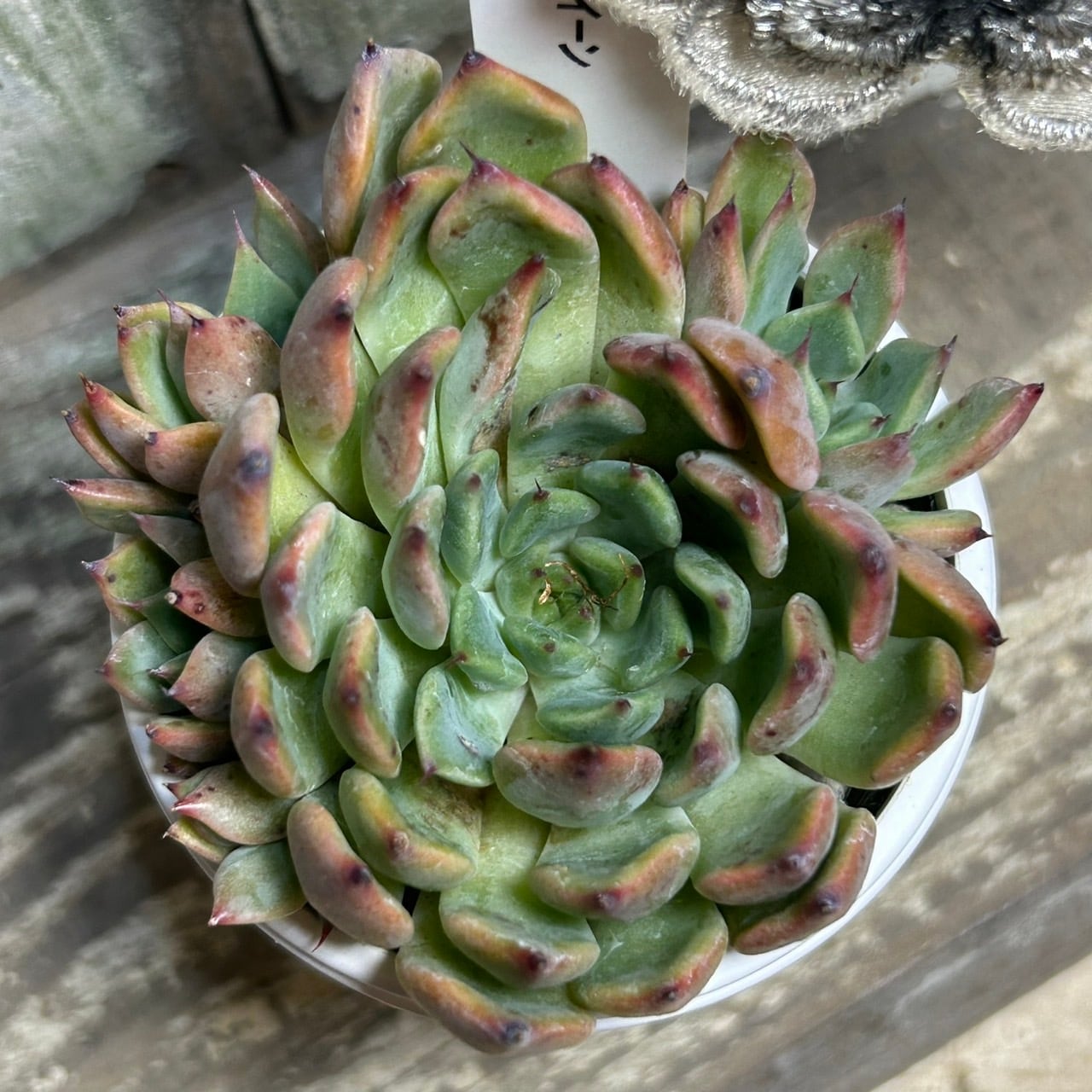 ザラゴーサxブラッククイーン | RuPo 多肉植物専門店