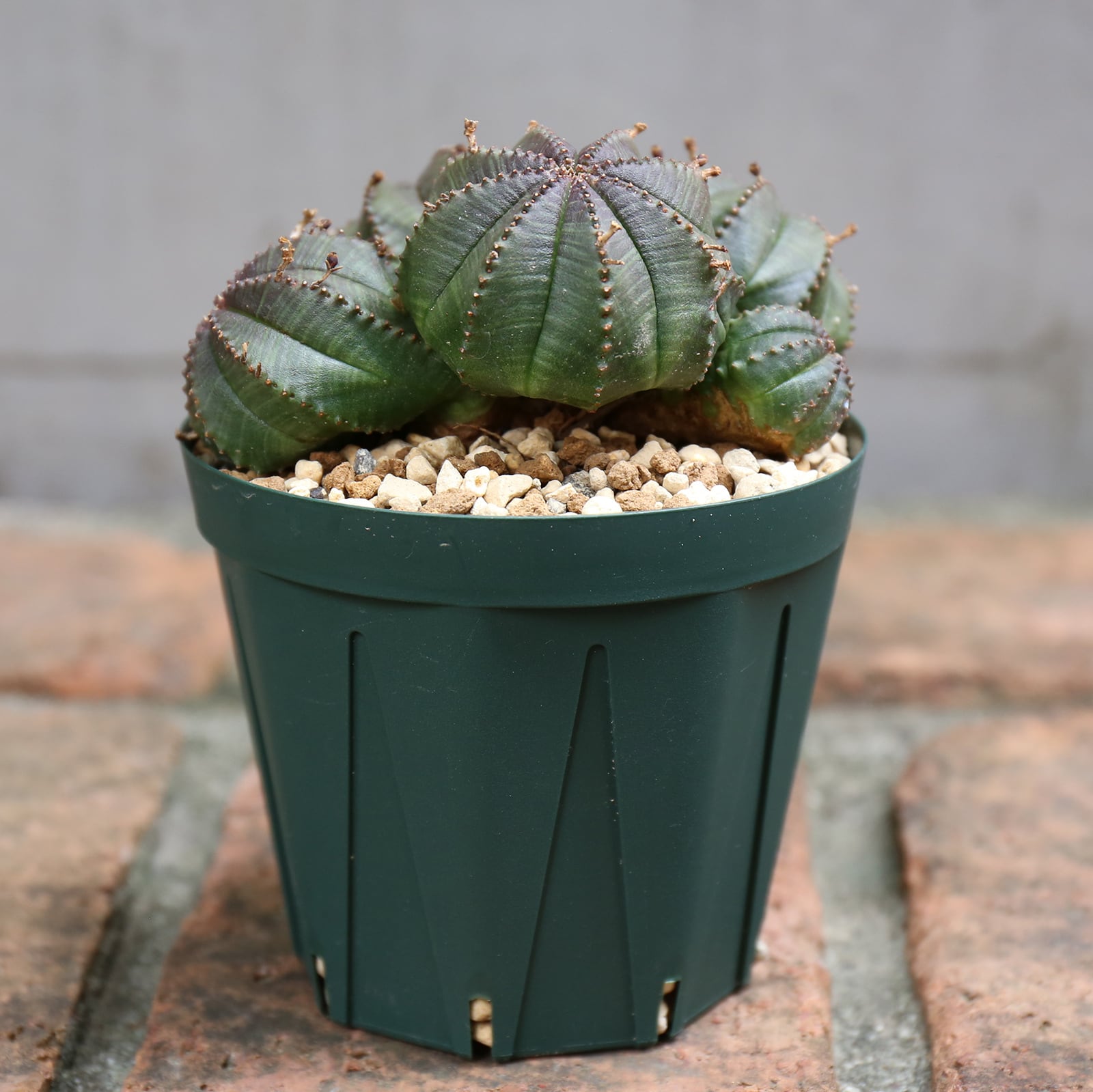 ユーフォルビアバリダ子吹きバリダ雌株中株