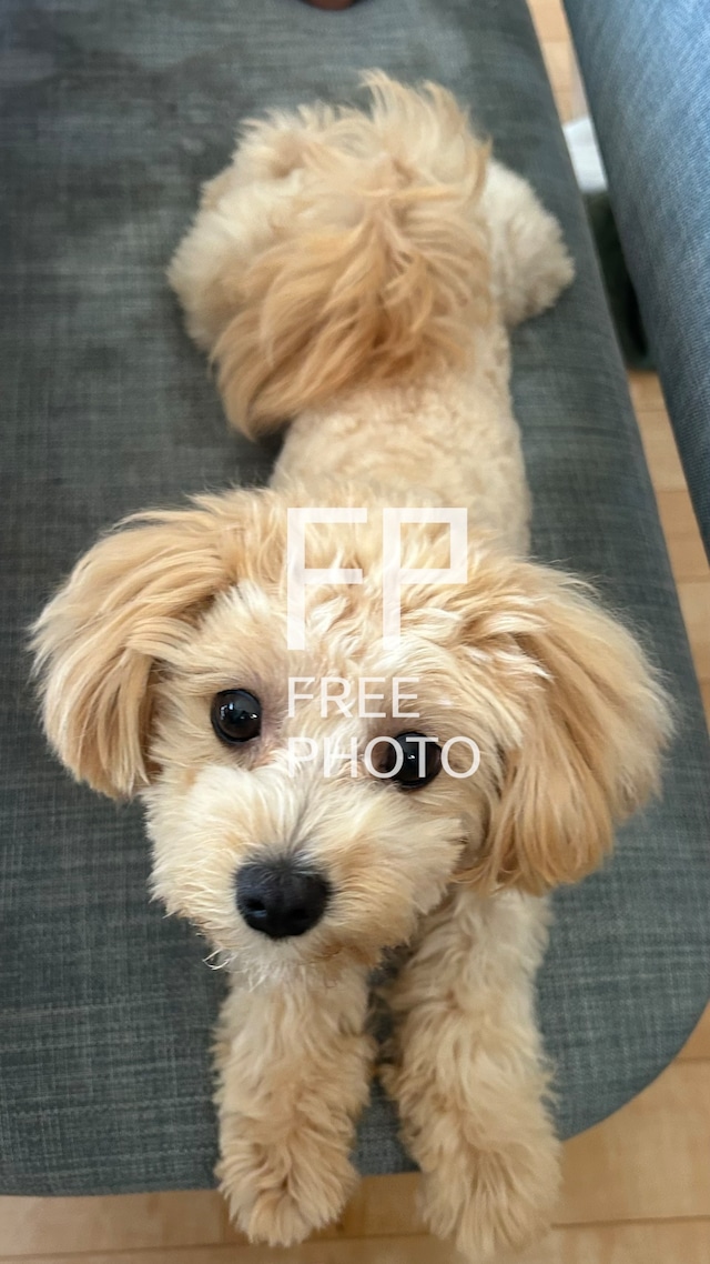 犬