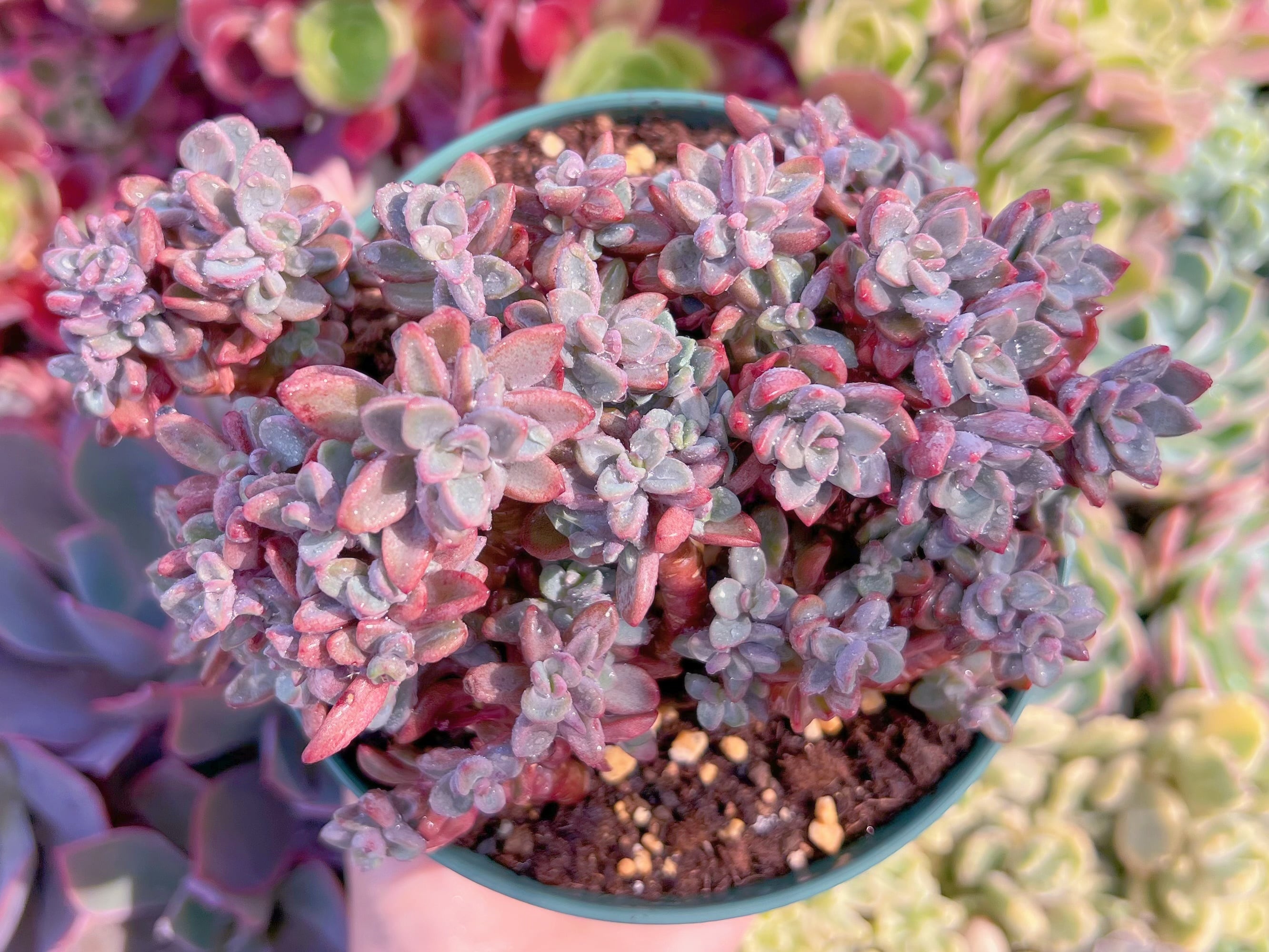 現品　レズリー#F239　大群生　るる農園