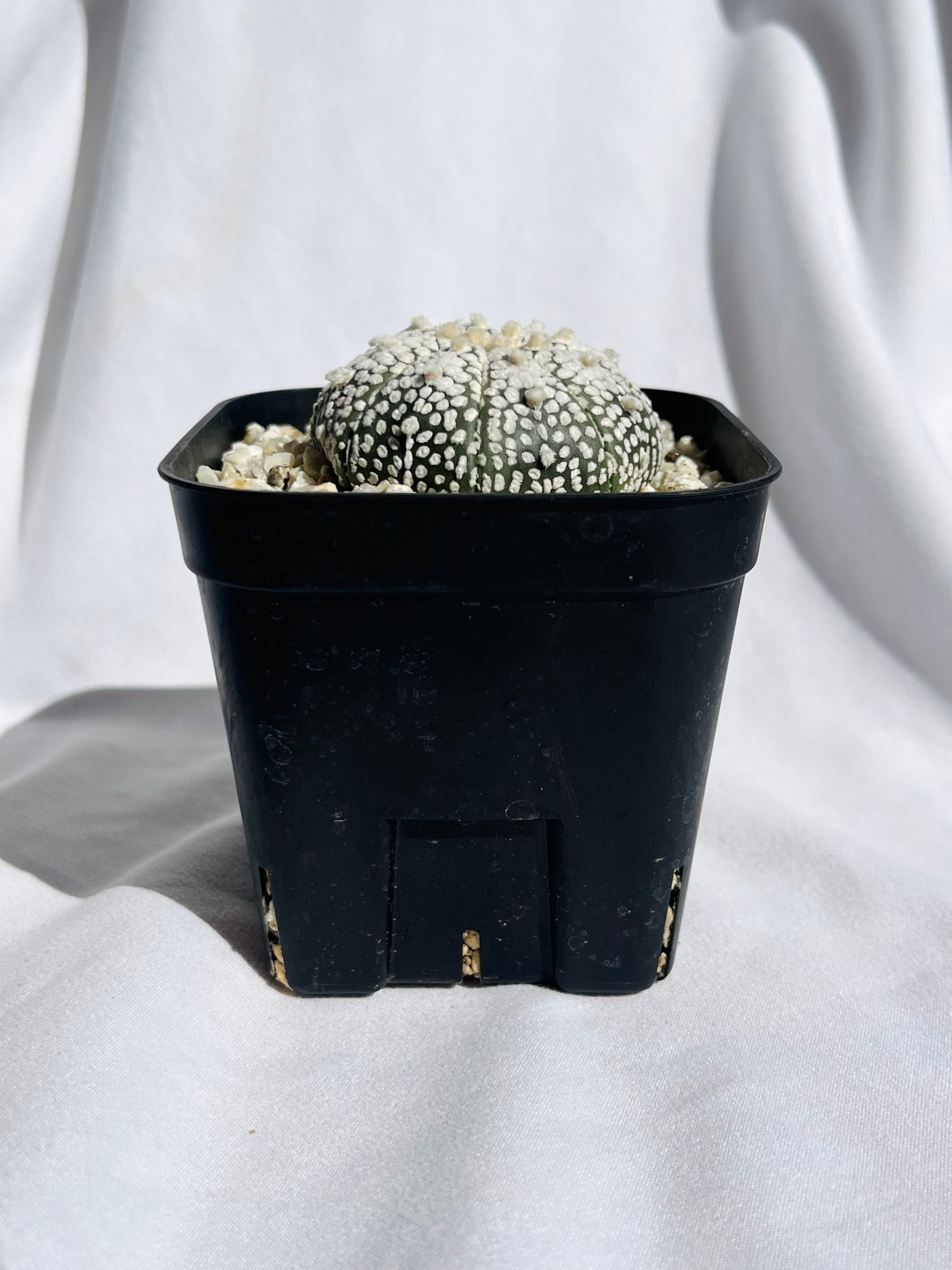 ミラクル兜　アストロフィツム　サボテン　国内実生 アストロフィツム ミラクル兜 | 叢 – くさむら – Qusamura