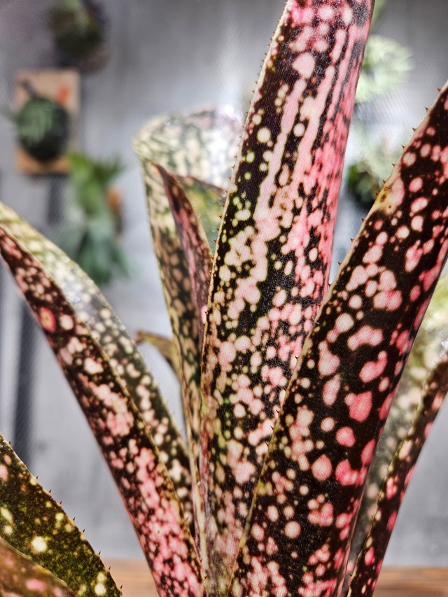 Billbergia. Carioka【artPLANTs/PLANTS GARAGE】   ビルベルギア/Billbergia