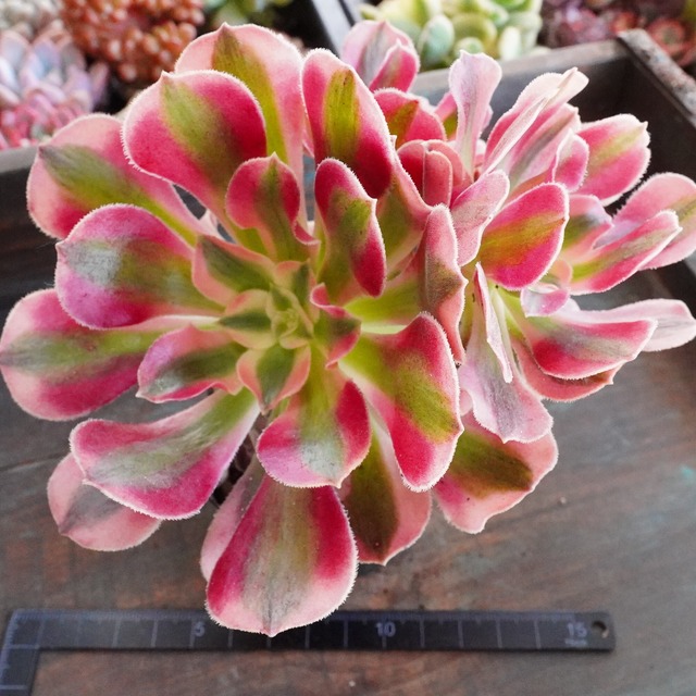 お正月SALE！　斑入り【ピンクウィッチ 3】韓国多肉　人気　アエオニウム
