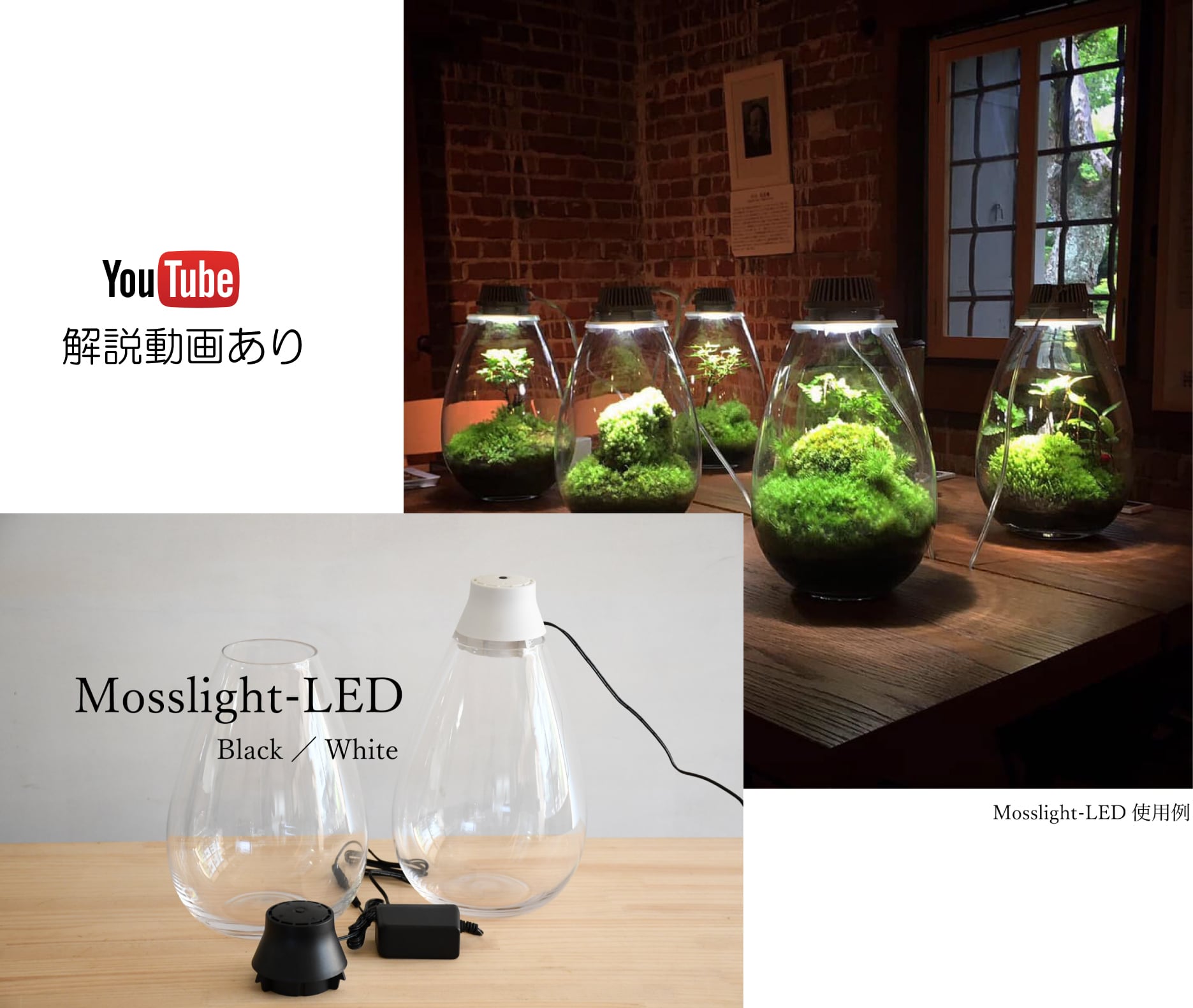 Japanese Moss Terrarium with LED lighting, Mosslight White Brand new