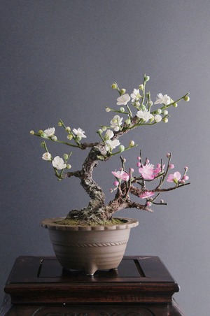 盆栽 梅 Plum Tree Bonsai #16
