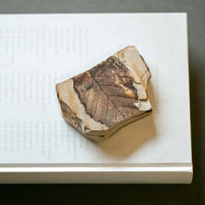 Fossil leaf