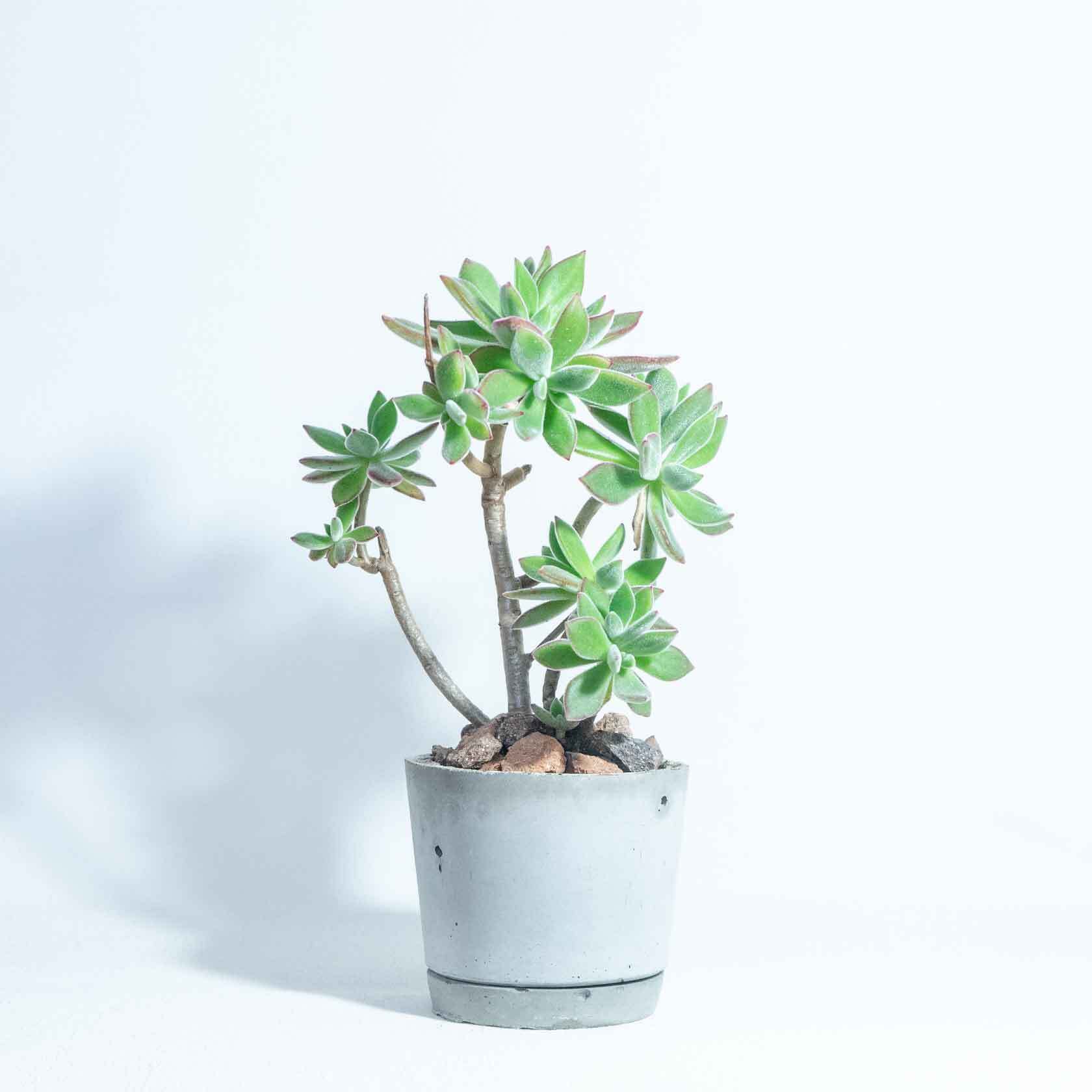＼送料無料／≪ 多肉植物 ≫屋内もオッケーなハムシーの鉢植え｜無機質でどんな場所とも相性のいい手作りモルタル鉢