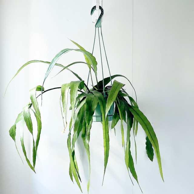 開花期 エピフィラム プミラム 花芽付き ハンギング 観葉植物 calm cafe