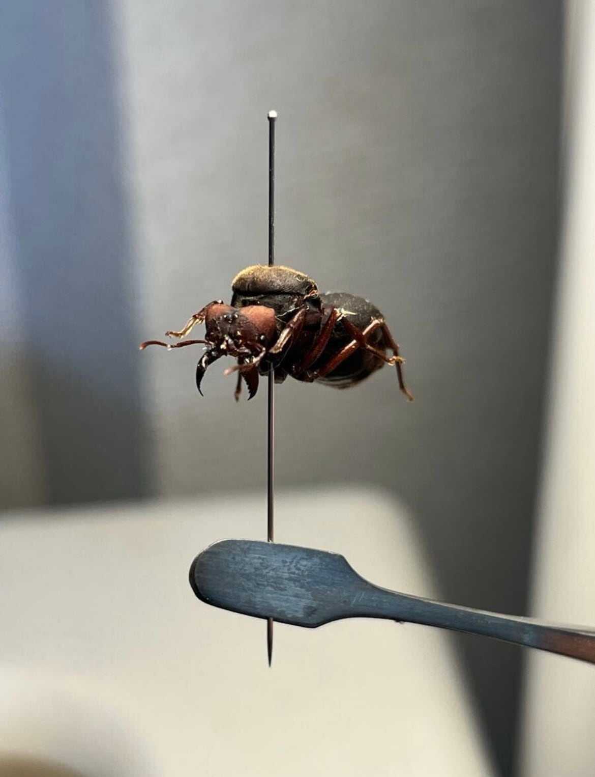 20mm】ハキリアリの女王標本 Atta cephalotes？ パラポネラ