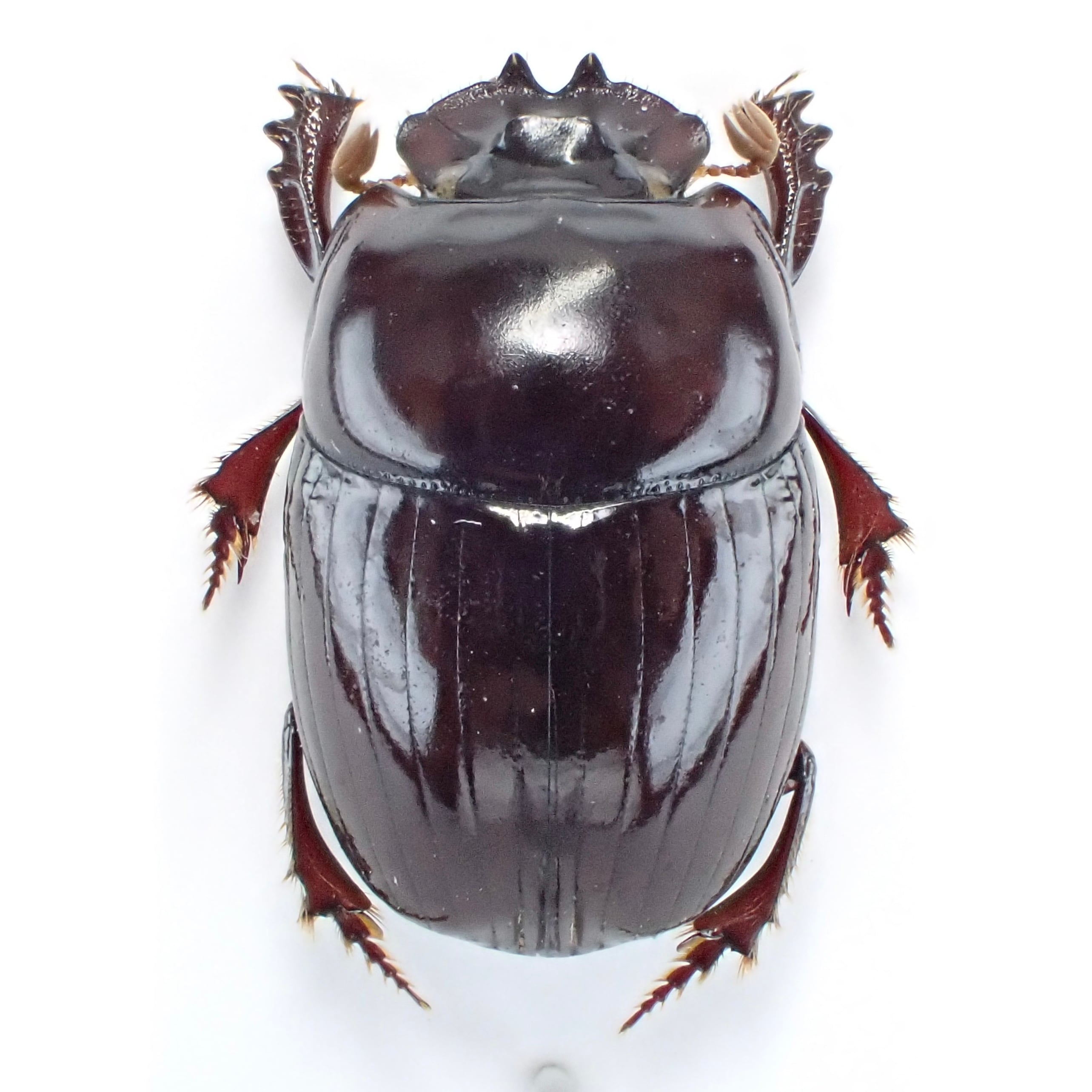 パナマ産 Uroxys gorgon ♂♀ 11mm/11mm | 昆虫標本 Diggers