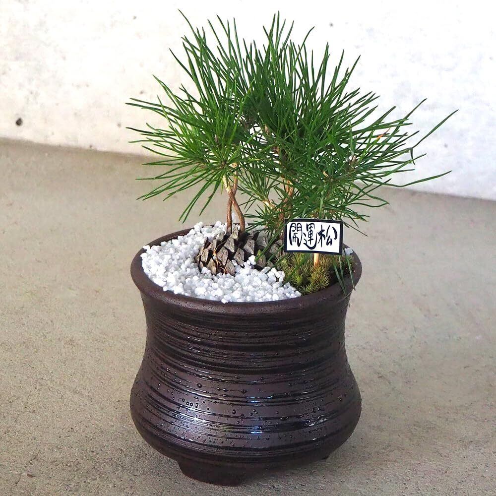 赤四手（アカシデ）盆栽 SS001 | Pay ID