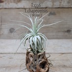 【reserved】chapeuensis M〔エアプランツ〕現品発送T2236