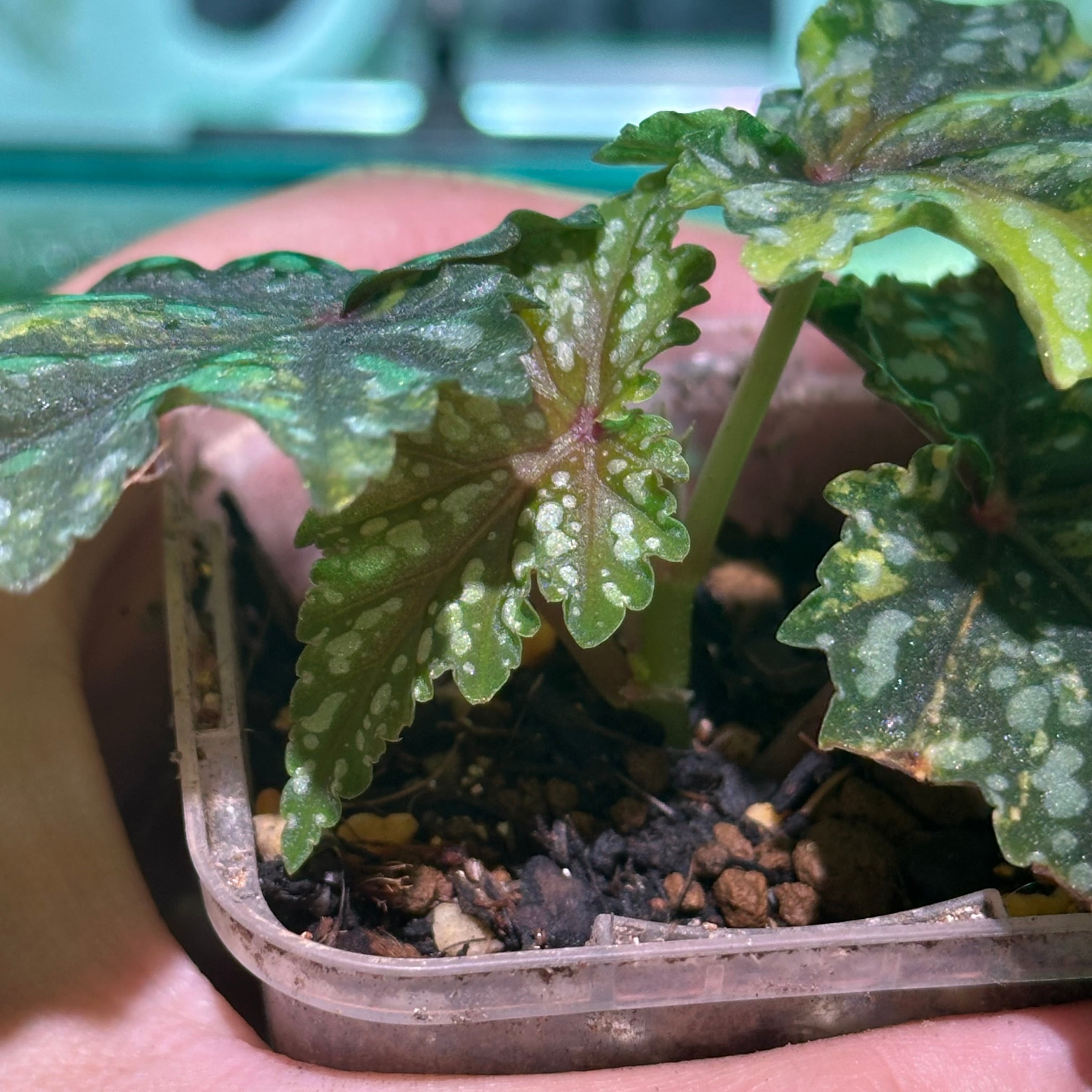 ベゴニア 出雲の煌星 斑入り -Begonia Izumo no Kiraboshi variegated