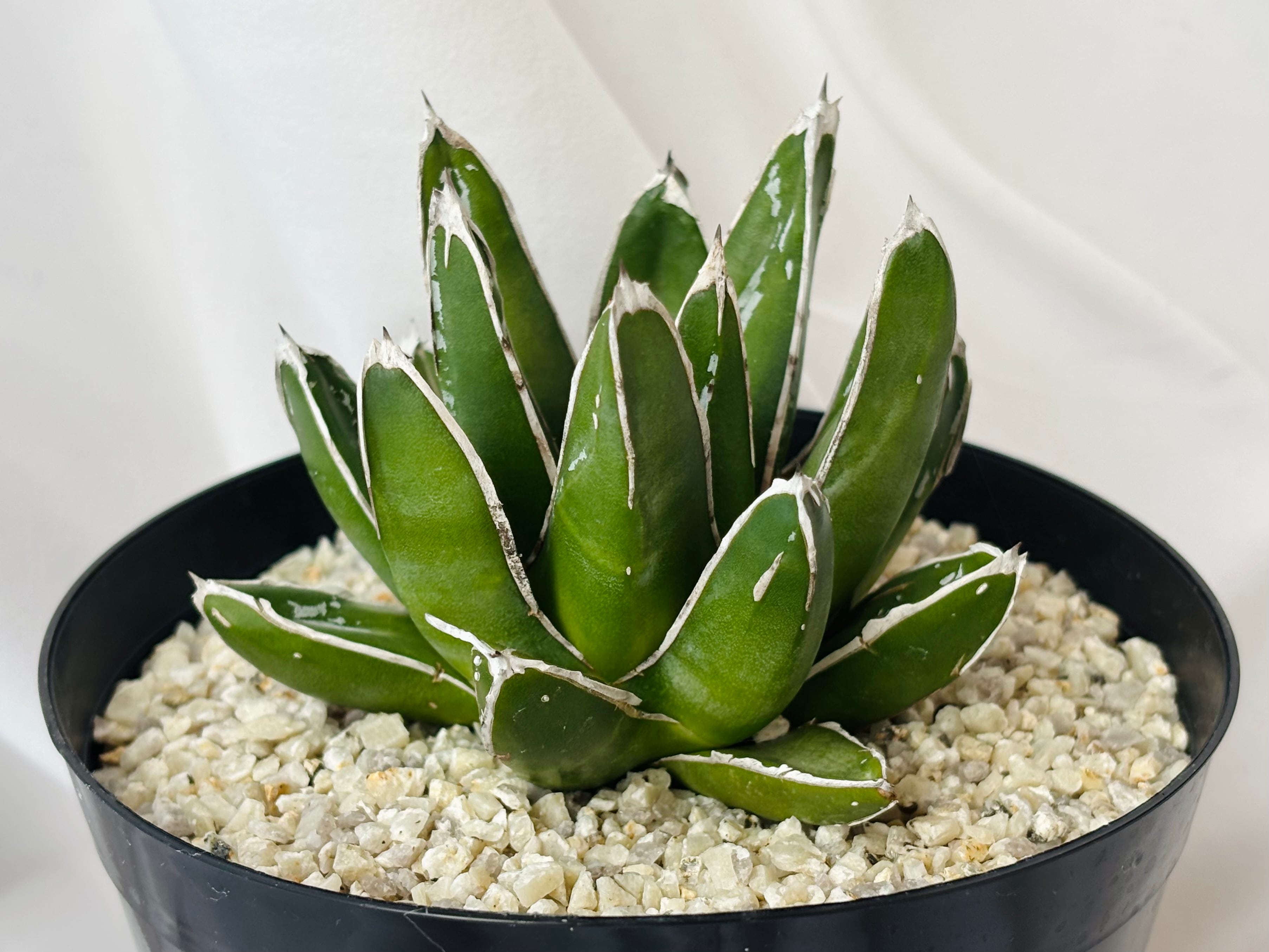 Agave victoriae reginae アガベ 笹の雪 多肉植物