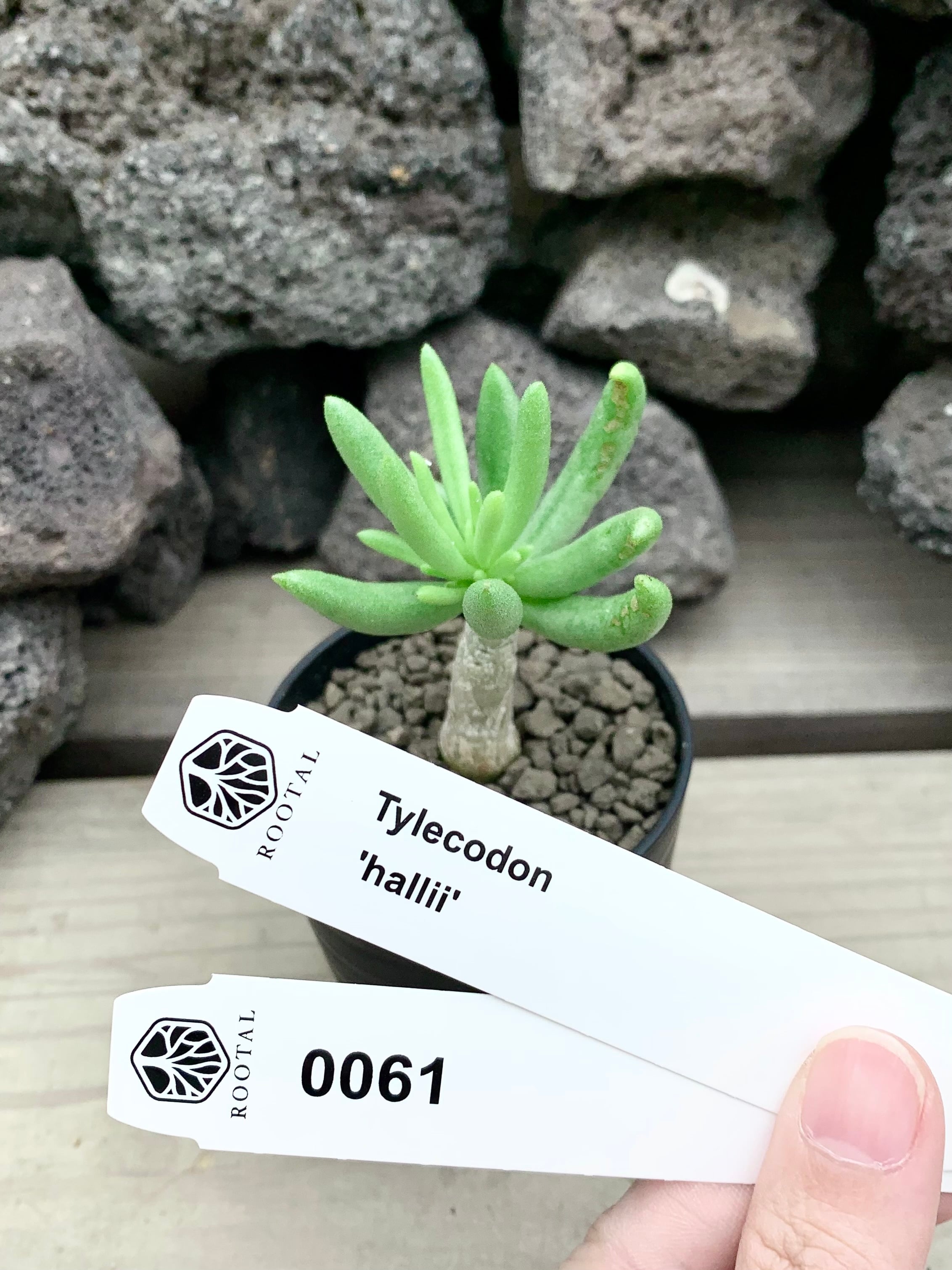 ★0061 チレコドン ハリー (2.5号硬質ポット)