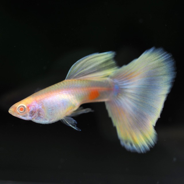 専用　RREAモスコーピンク 1ペア