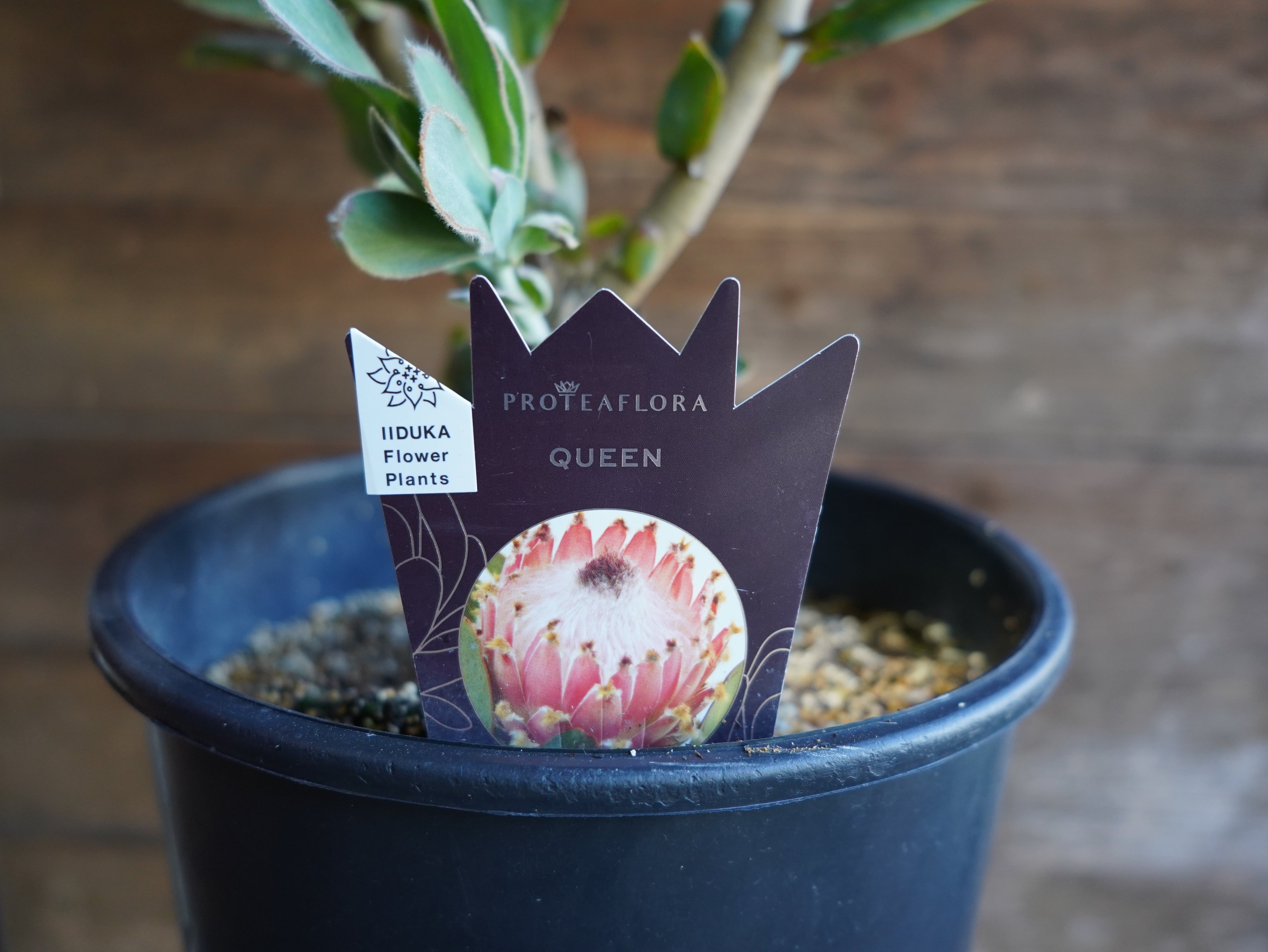 【現物】プロテア　"マグニフィカ"