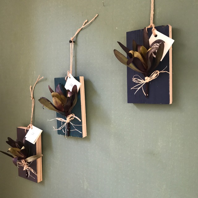 植物標本　リューカデンドロ