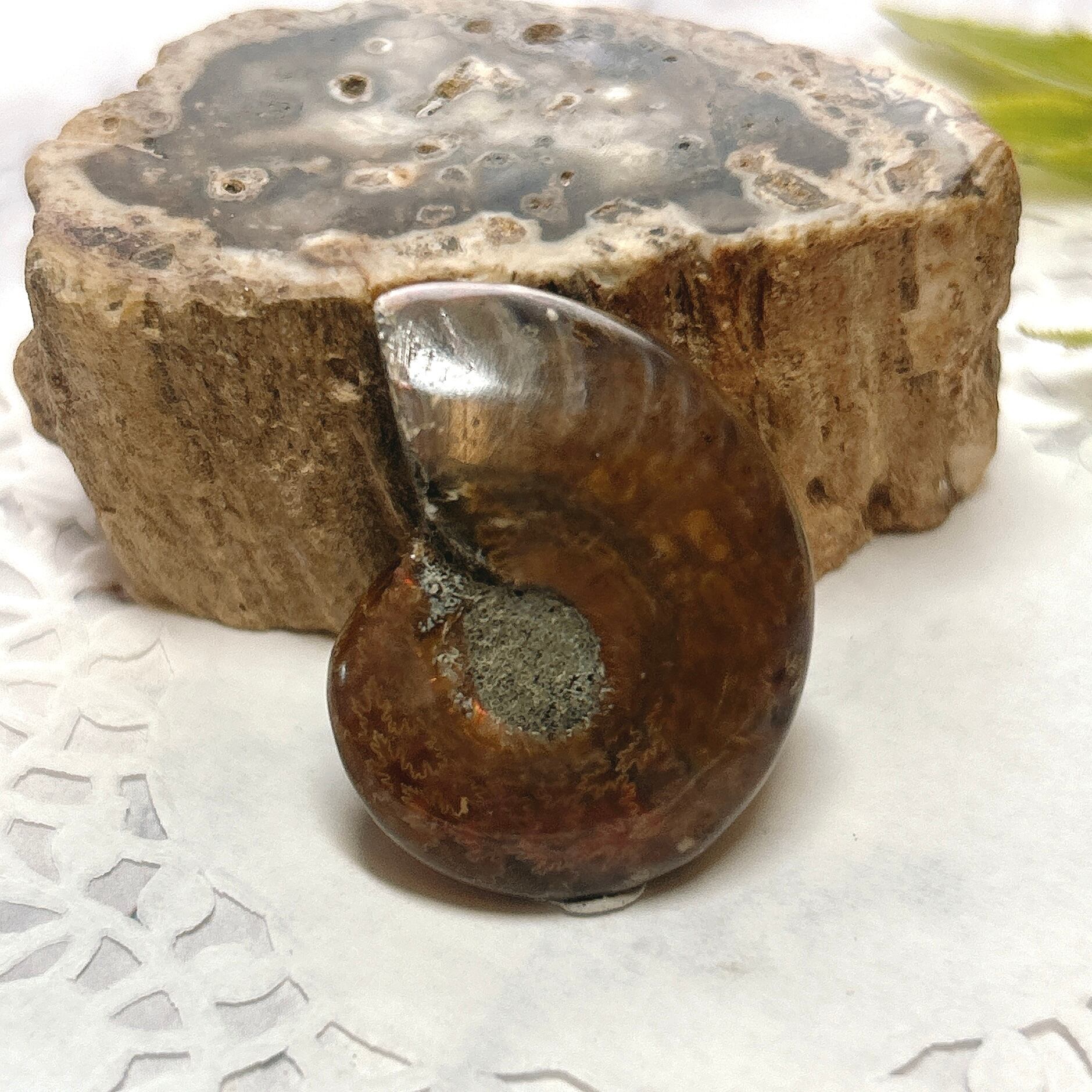 化石]アンモナイト（菊石） | クリスタル・ワールド御徒町店