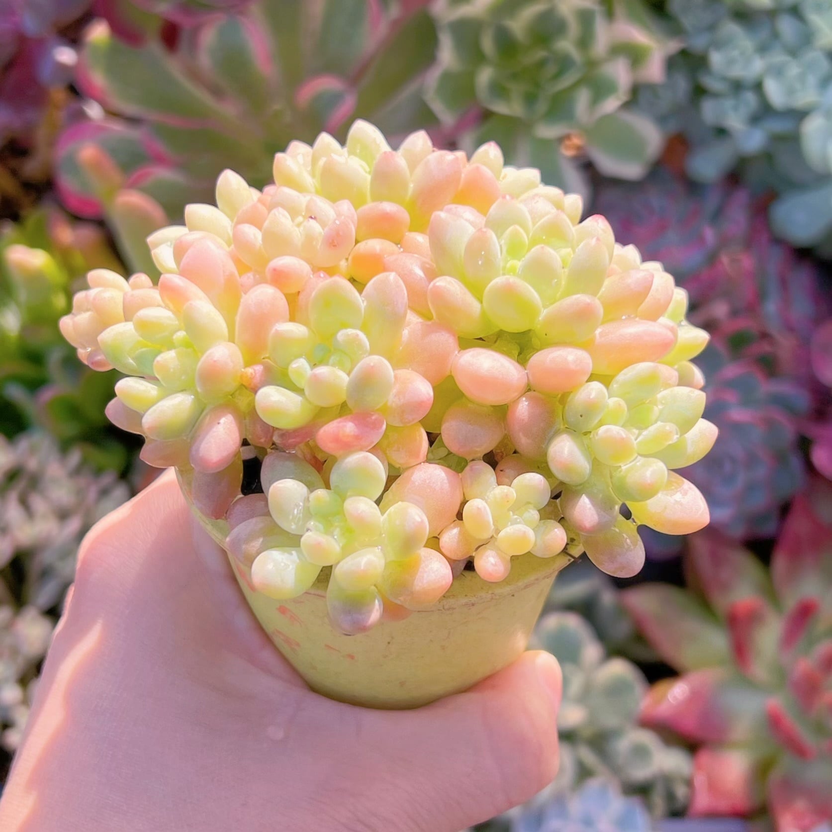 P.variegata 子株 多肉植物 Echeveria Daphne x ロココ 新入荷 るる農園 | るる農園~多肉