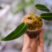 アンスリウム ワロクアーナム / Anthurium Warocqueanum⑯ / 観葉植物<育て方・花言葉>