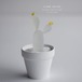 clear cactus 黒こけし