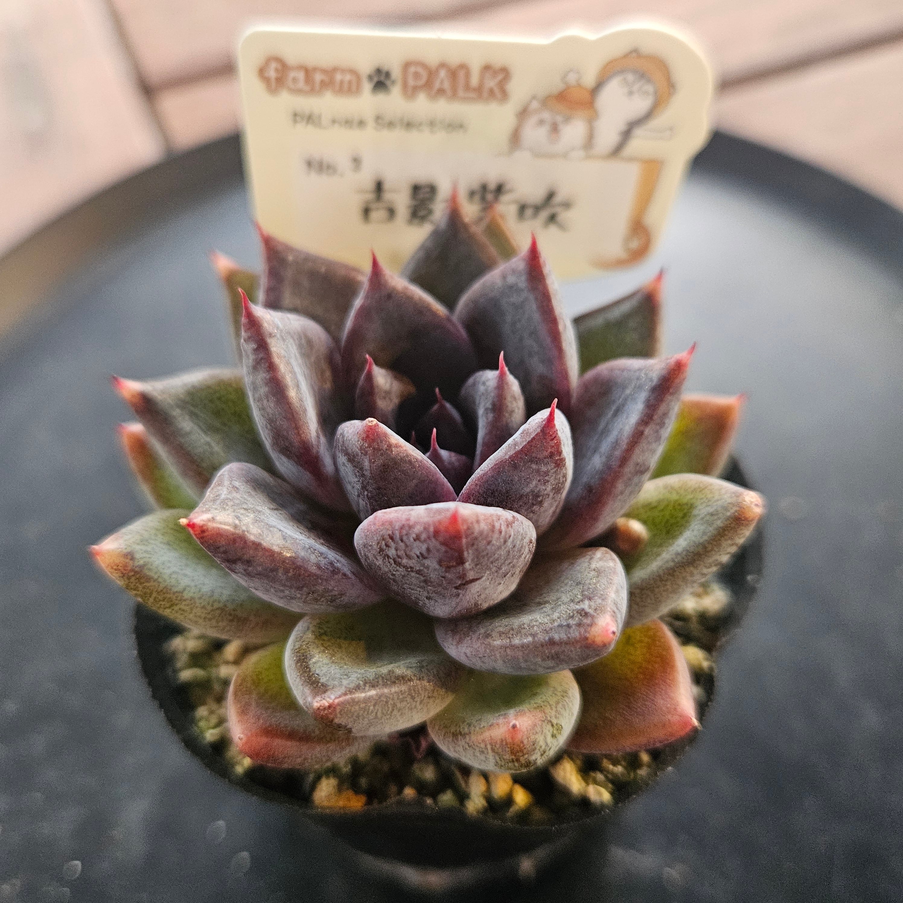 farm PALK 苗5個セット(命名株チリピンキー含む) | cocoroa