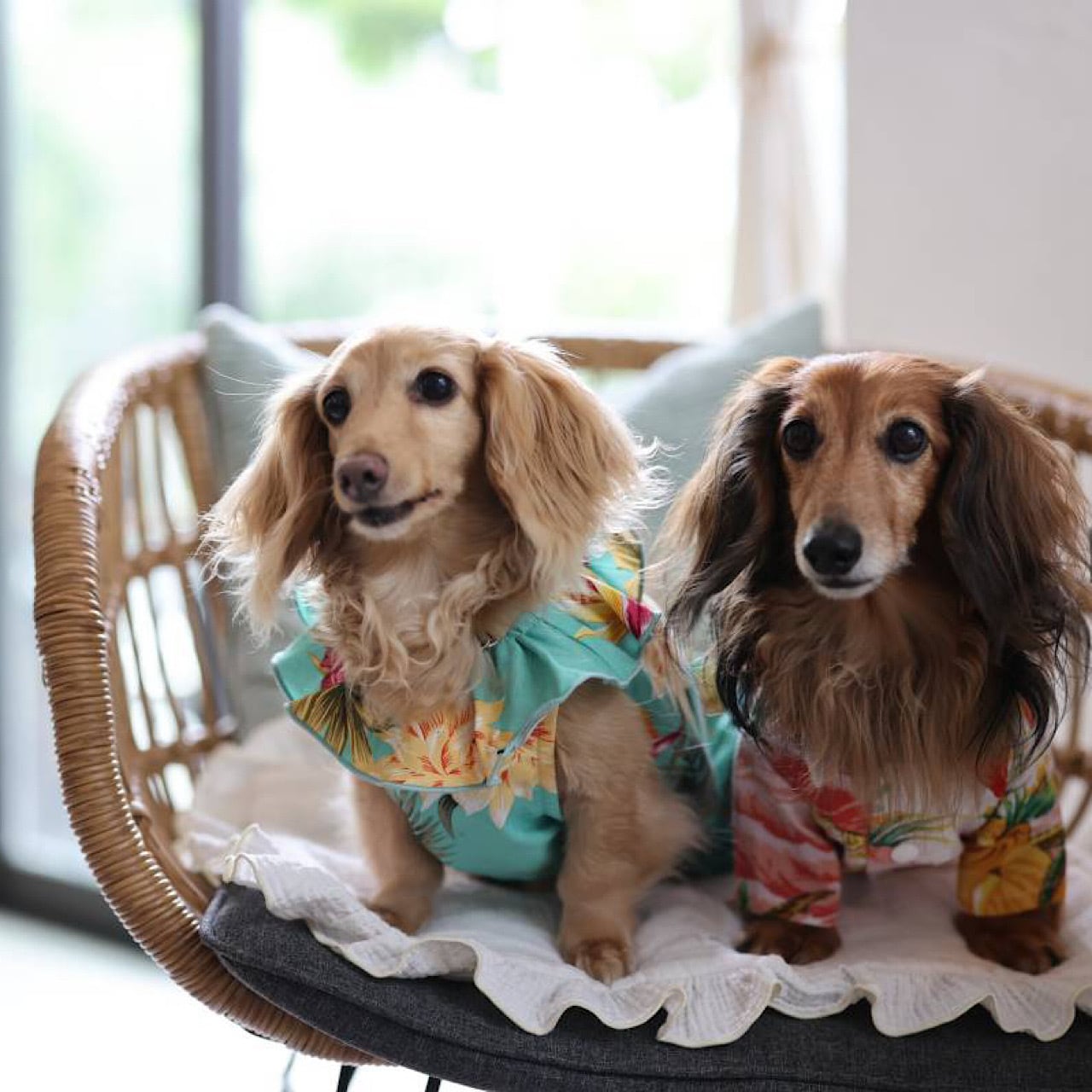 アロハシャツ | カニンヘンダックスとミニチュアダックス専門のお洋服