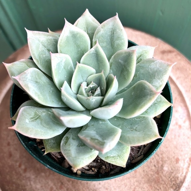 アルフレッドムーンフェアリー Echeveria 'Moon Fairy'