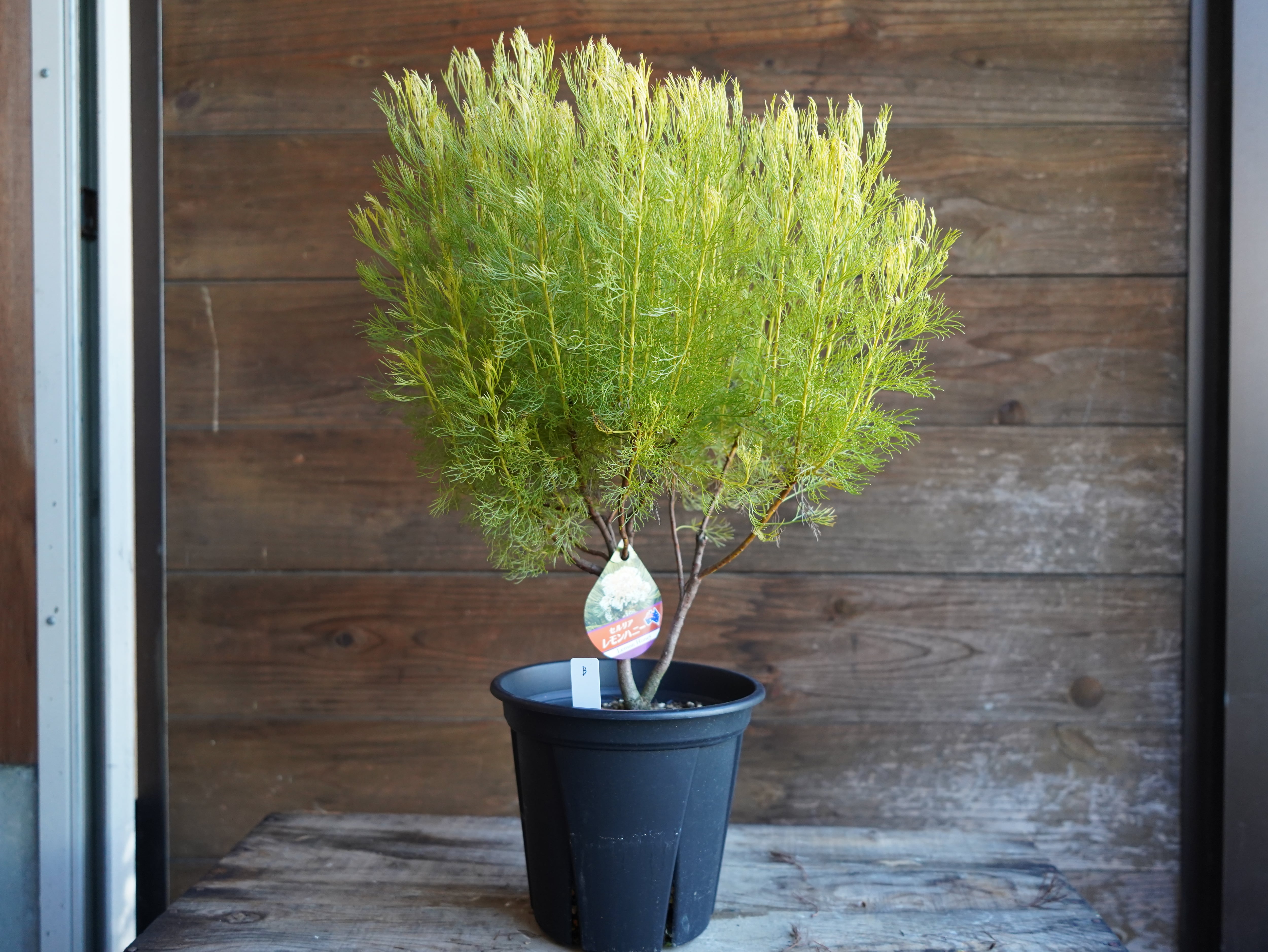 【現物】セルリア　”グロメラータ’レモンハニー”　B