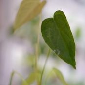 Anthurium Queen of Heart / アンスリウム クイーン オブ ハート⑰ / 観葉植物