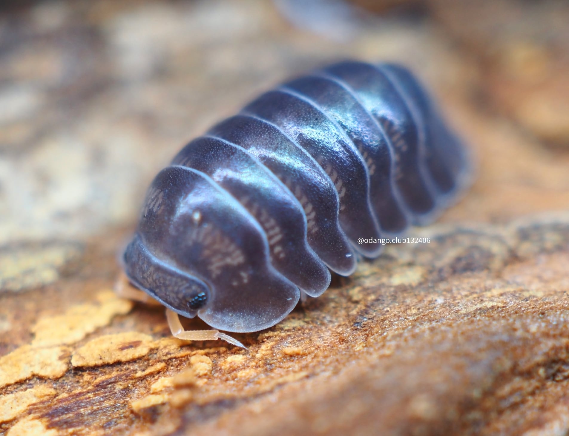 ニジイロゴキブリ 大小10匹以上 飼育ケース付き 副業向け