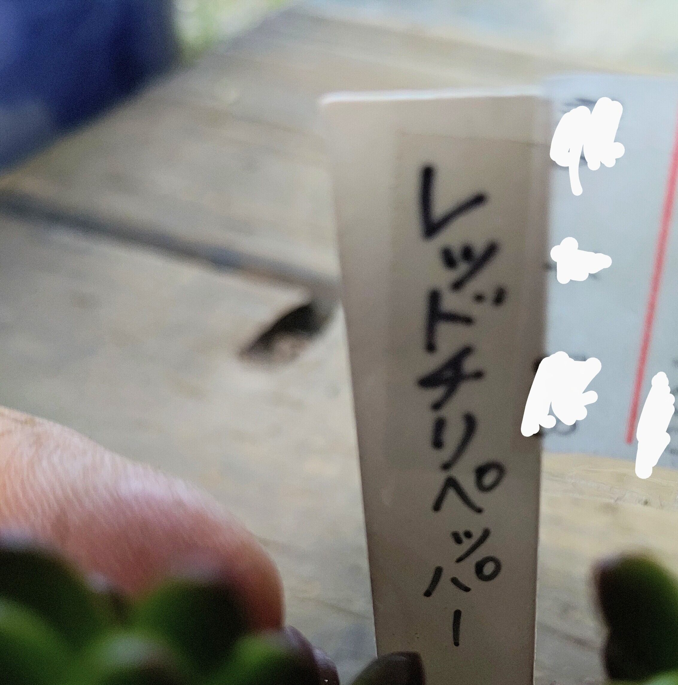 レッドチリペッパー | RuPo 多肉植物専門店