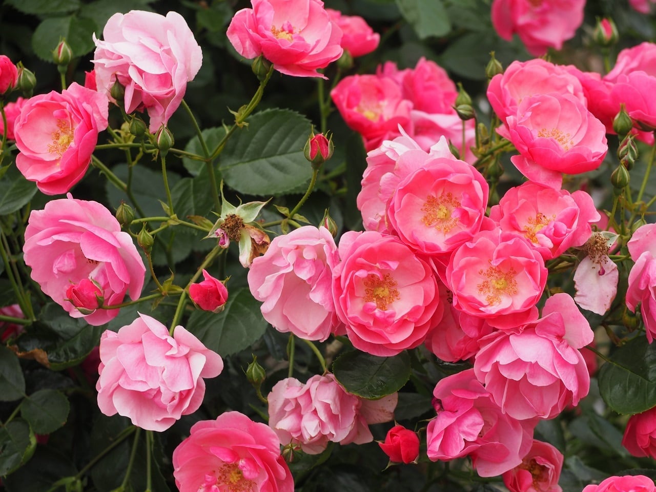 薔薇 アンジェラ 四季咲き つるバラ 日本ライン花木センター