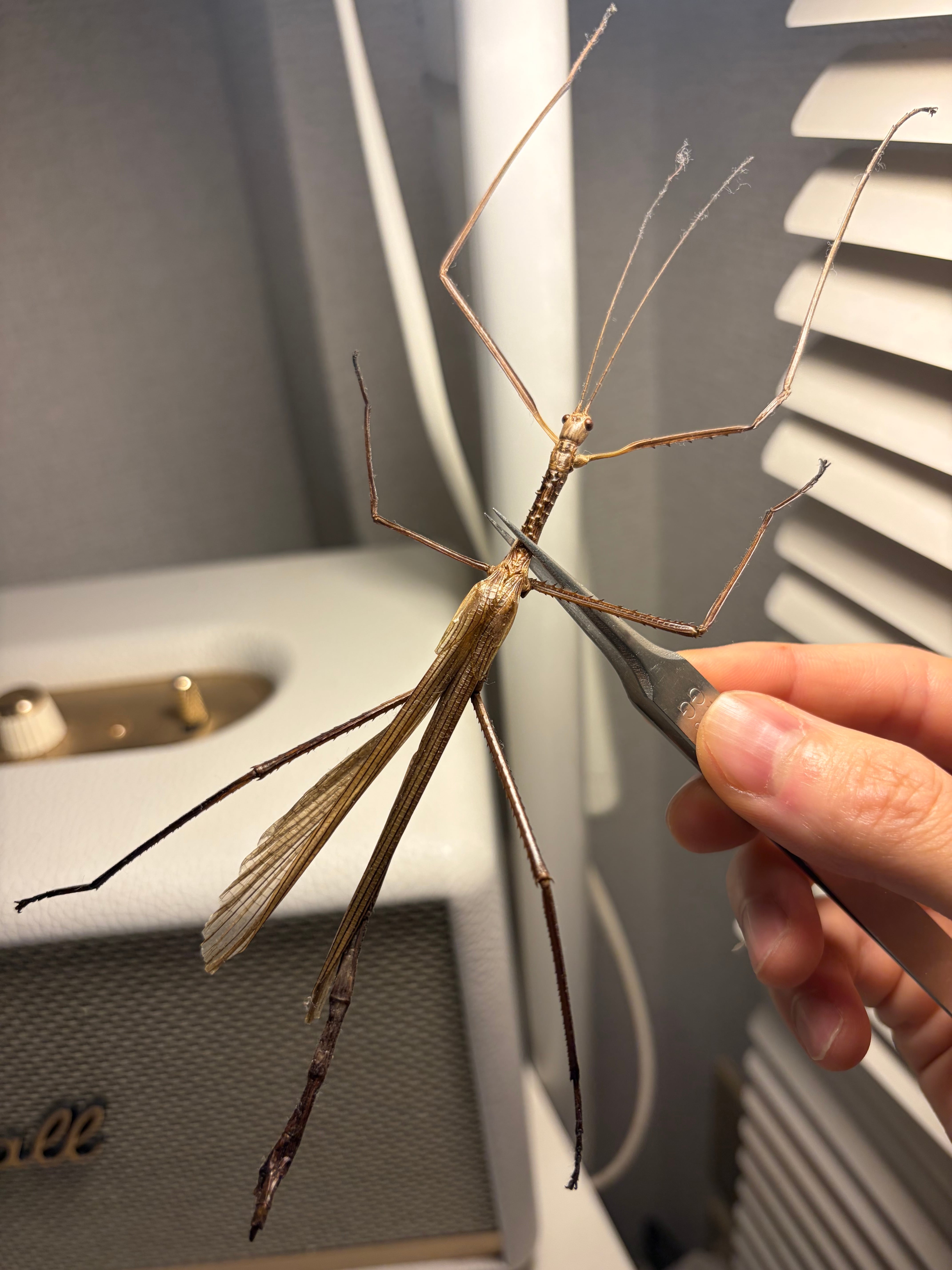 成虫♂】ウルフィングナナフシ コノハムシカマキリマンティスコロギス