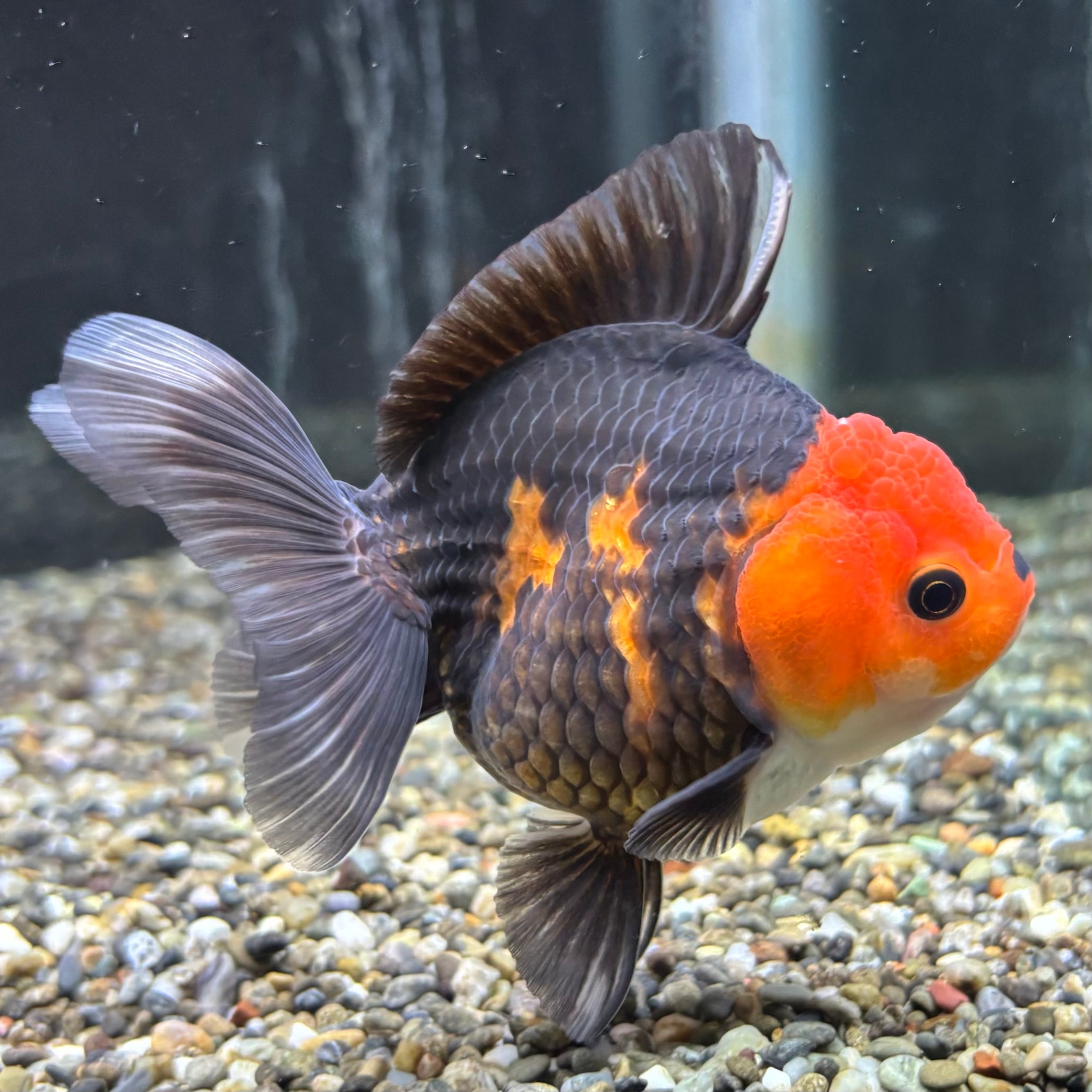 トリカラーオランダ 10cm