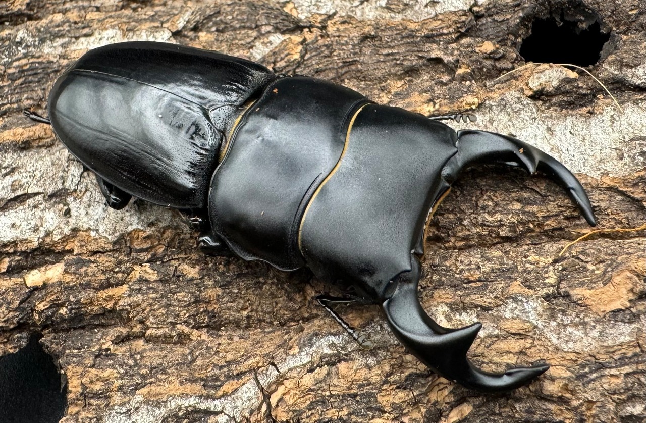 【WD】《ジャワパリーオオクワ 63.5mm ペア》