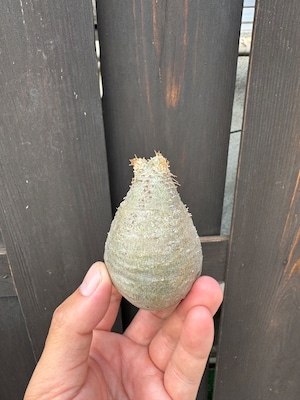 【新着】Pachypodium rosulatum var. gracilius【新鮮・ベアルート株】パキポディウムグラキリス