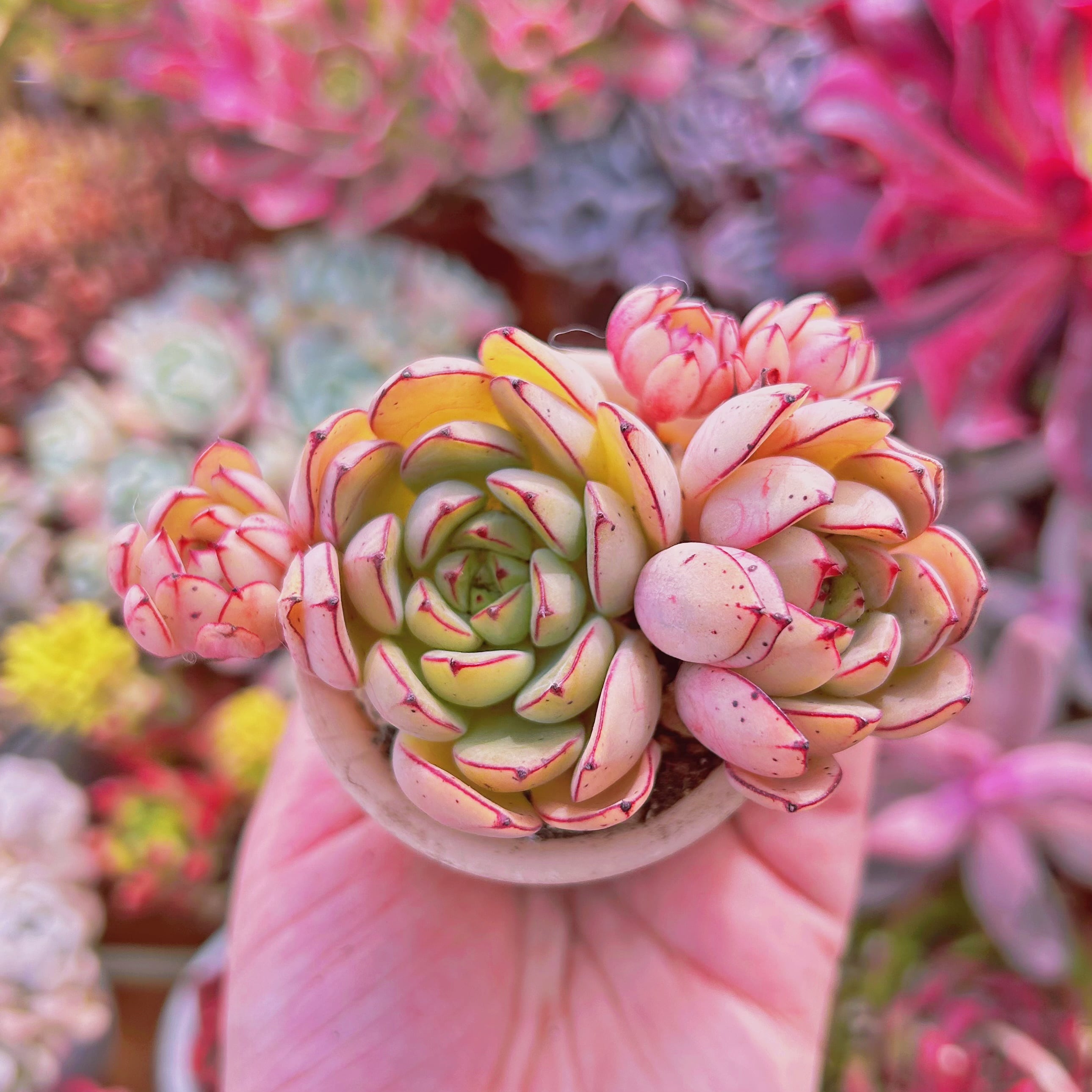 多肉植物　シンデレラ　3～5頭　