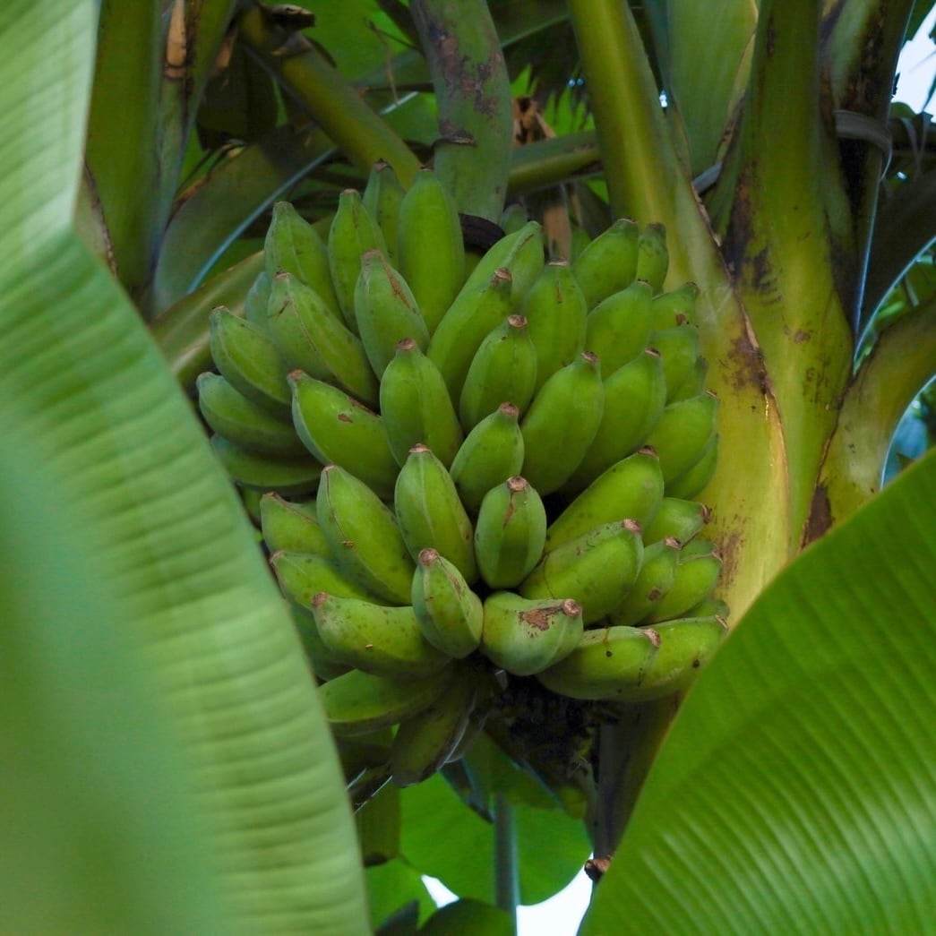アップルバナナ700g | Banana de OJII