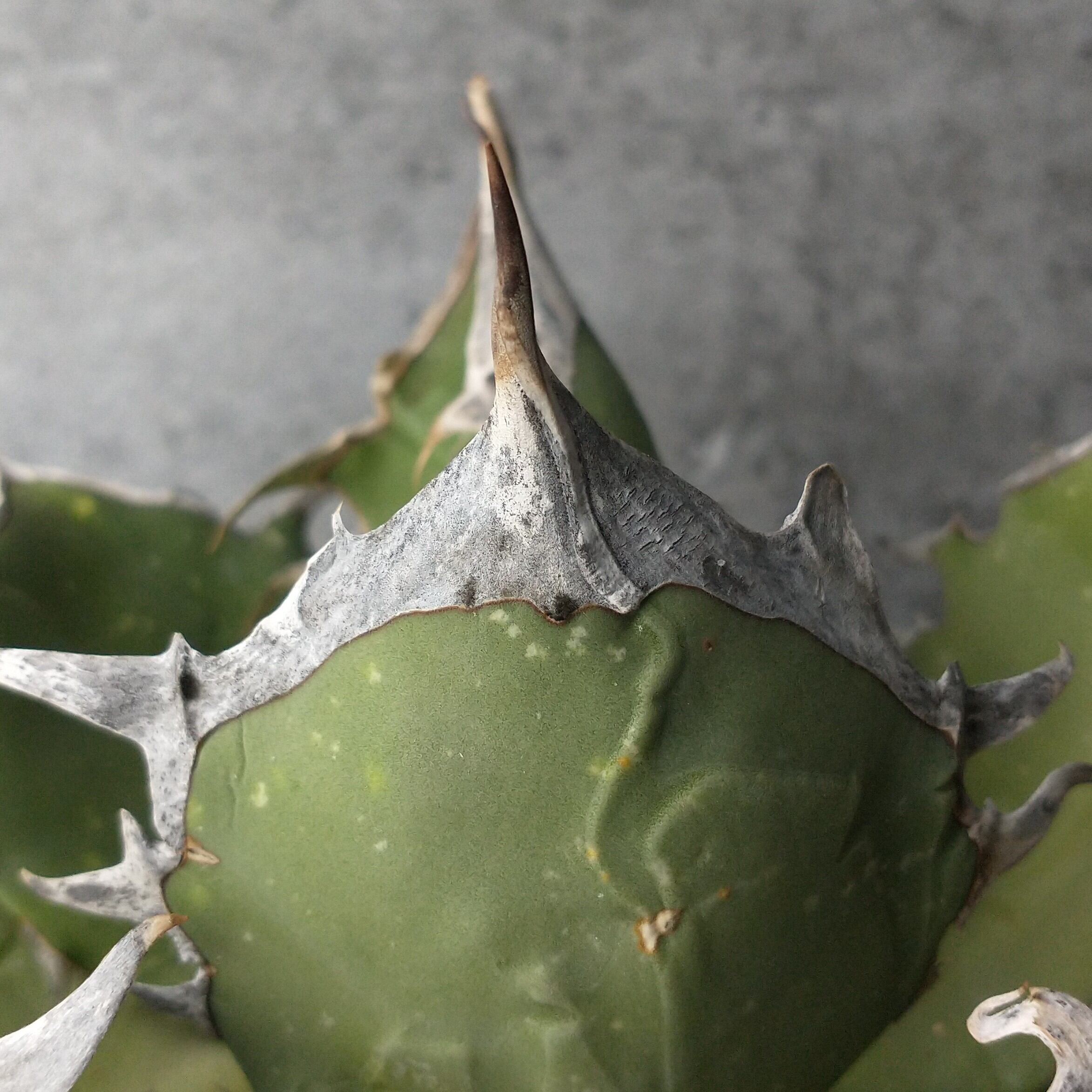 アガベ 化け物株 悪魔くん OC 子株