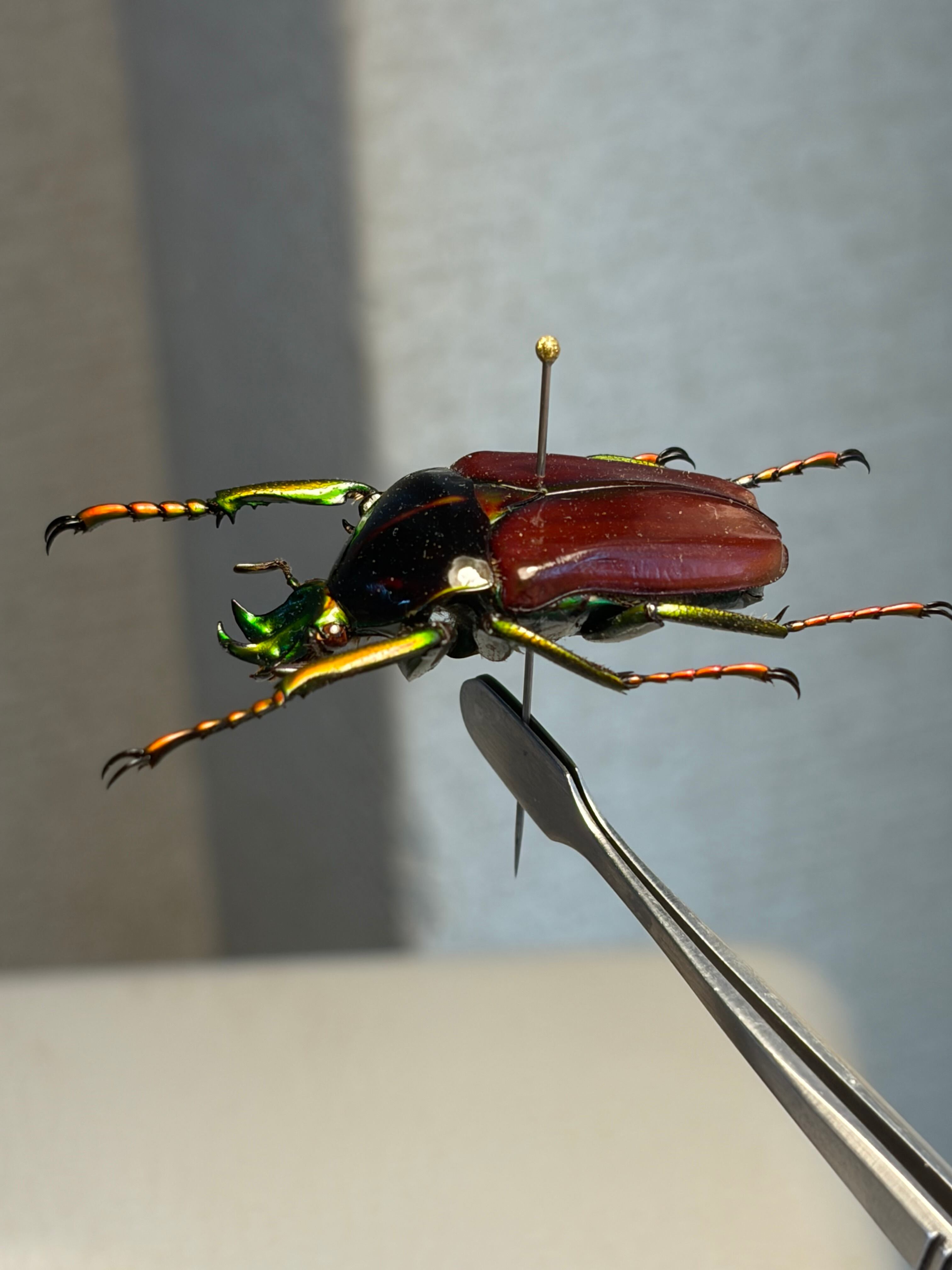 33mm】漆を塗ったようなミツノカナブン 標本カメノコブイブイプラチナ