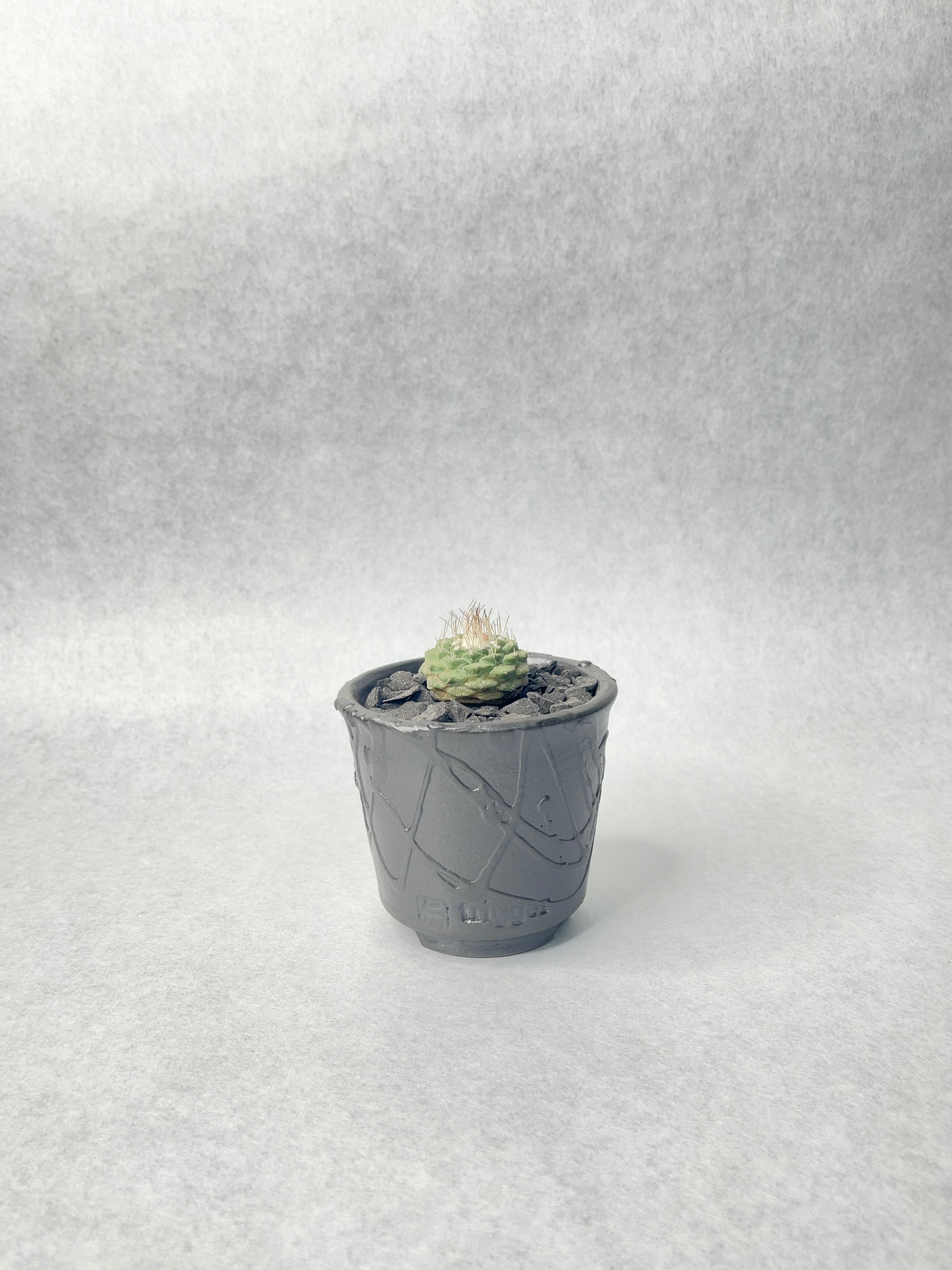 ストロンボカクタス・菊水 | trigger