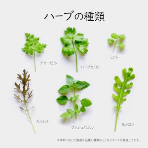 【FISH VEGGIES】ミックスハーブ 20g　化学肥料/農薬不使用だから安心して食べられる