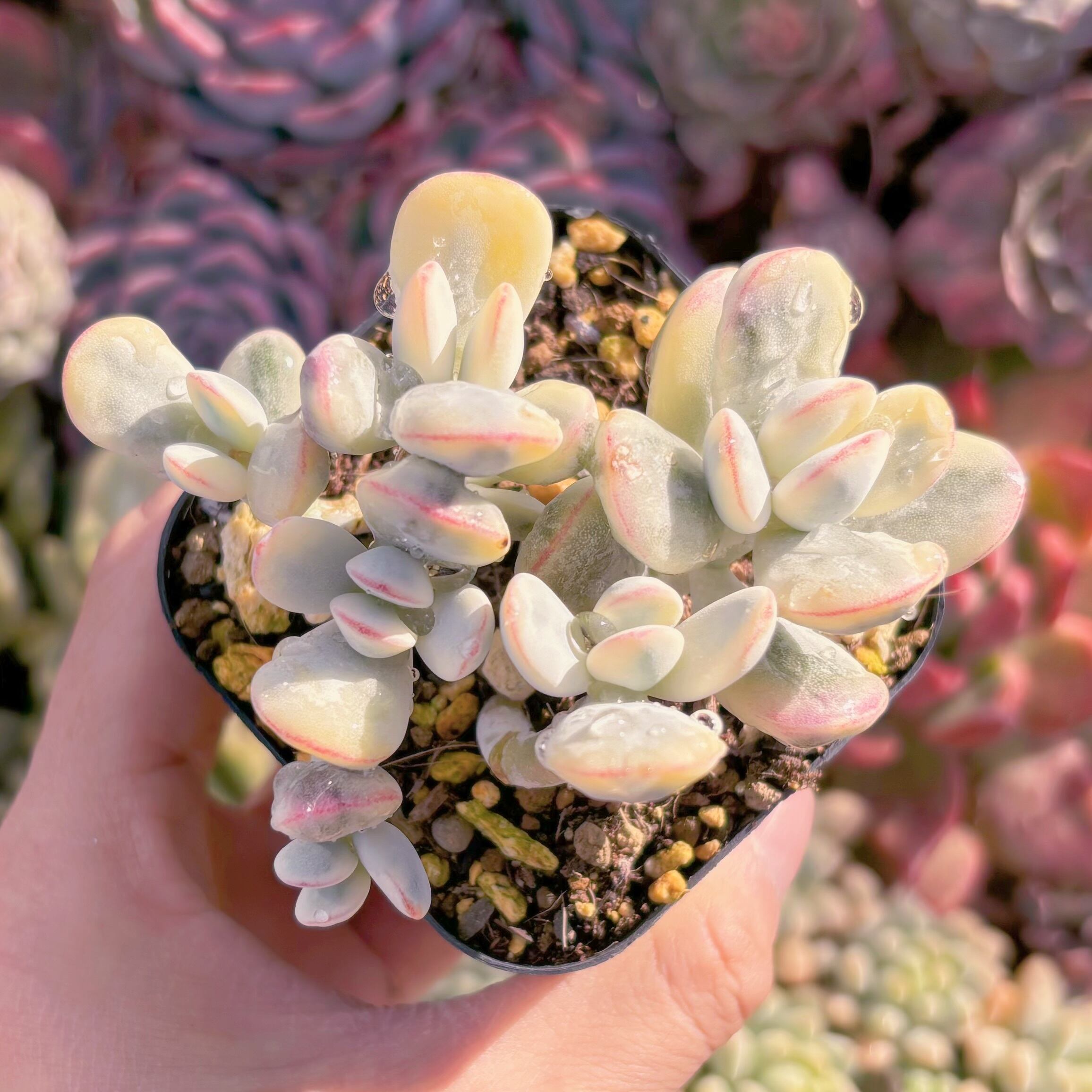 現品　達磨福娘錦#1123　るる農園