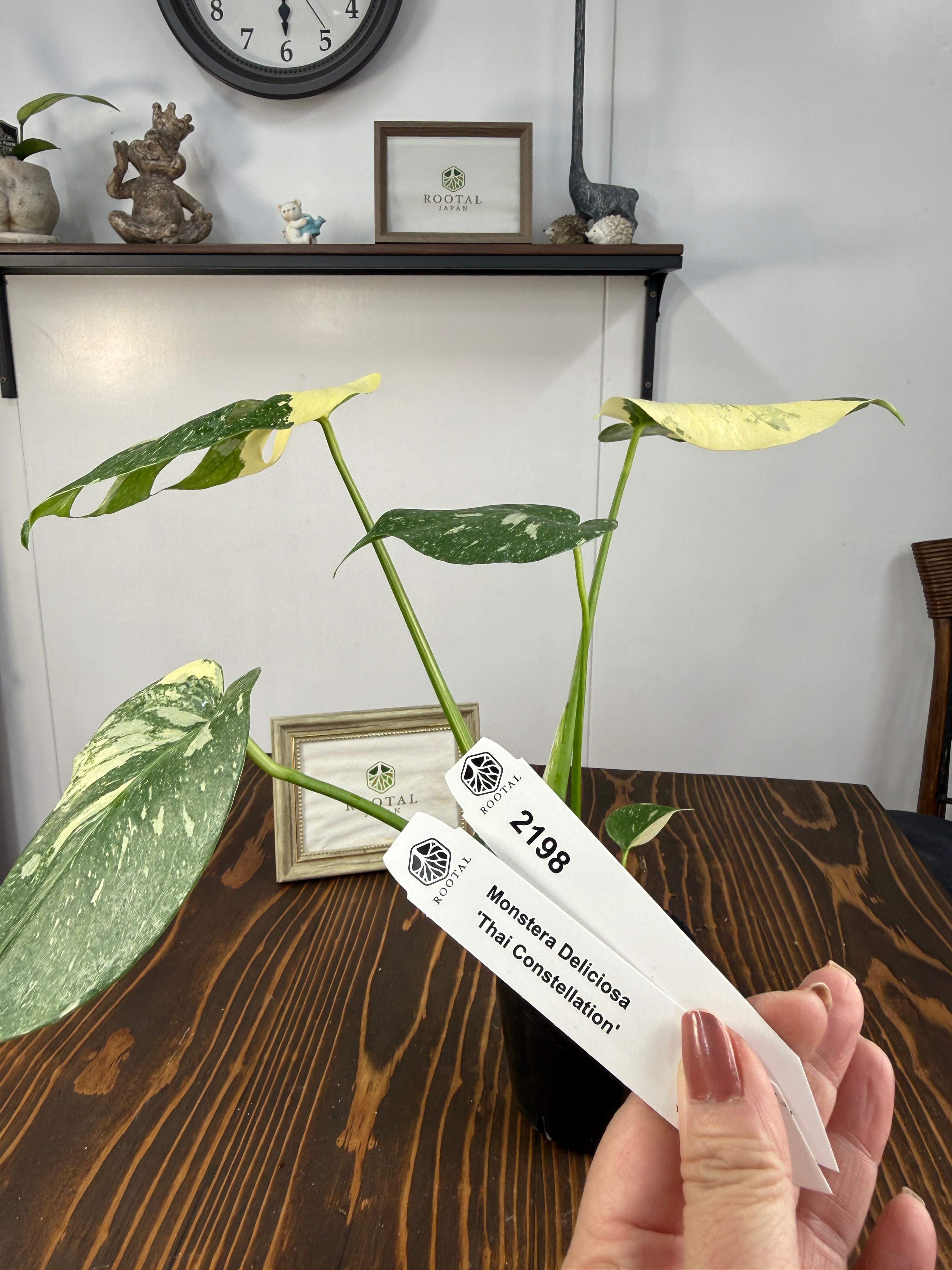 モンステラ | ROOTALPLANTS