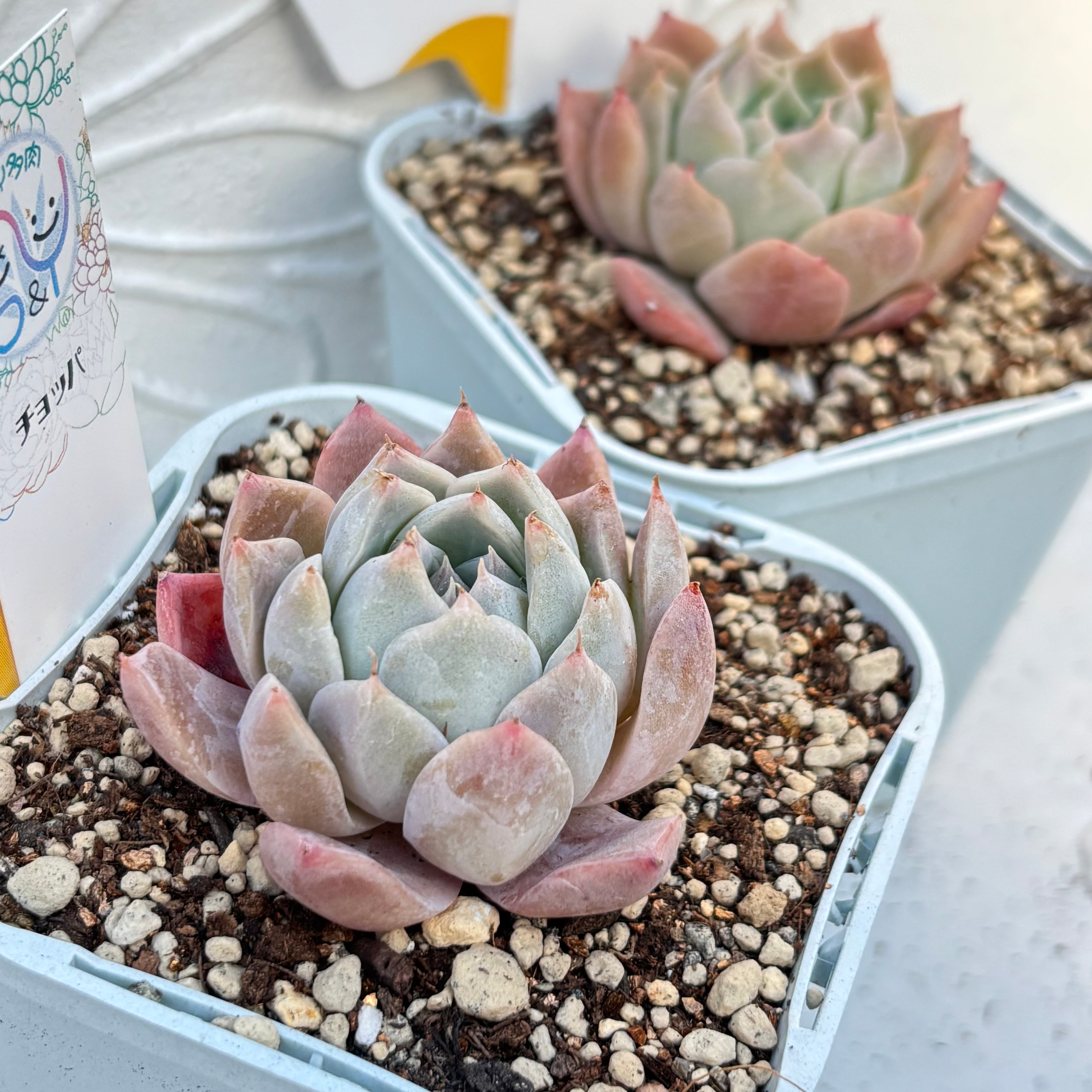 多肉植物 中国苗 韓国苗 販売ショップ SY多肉